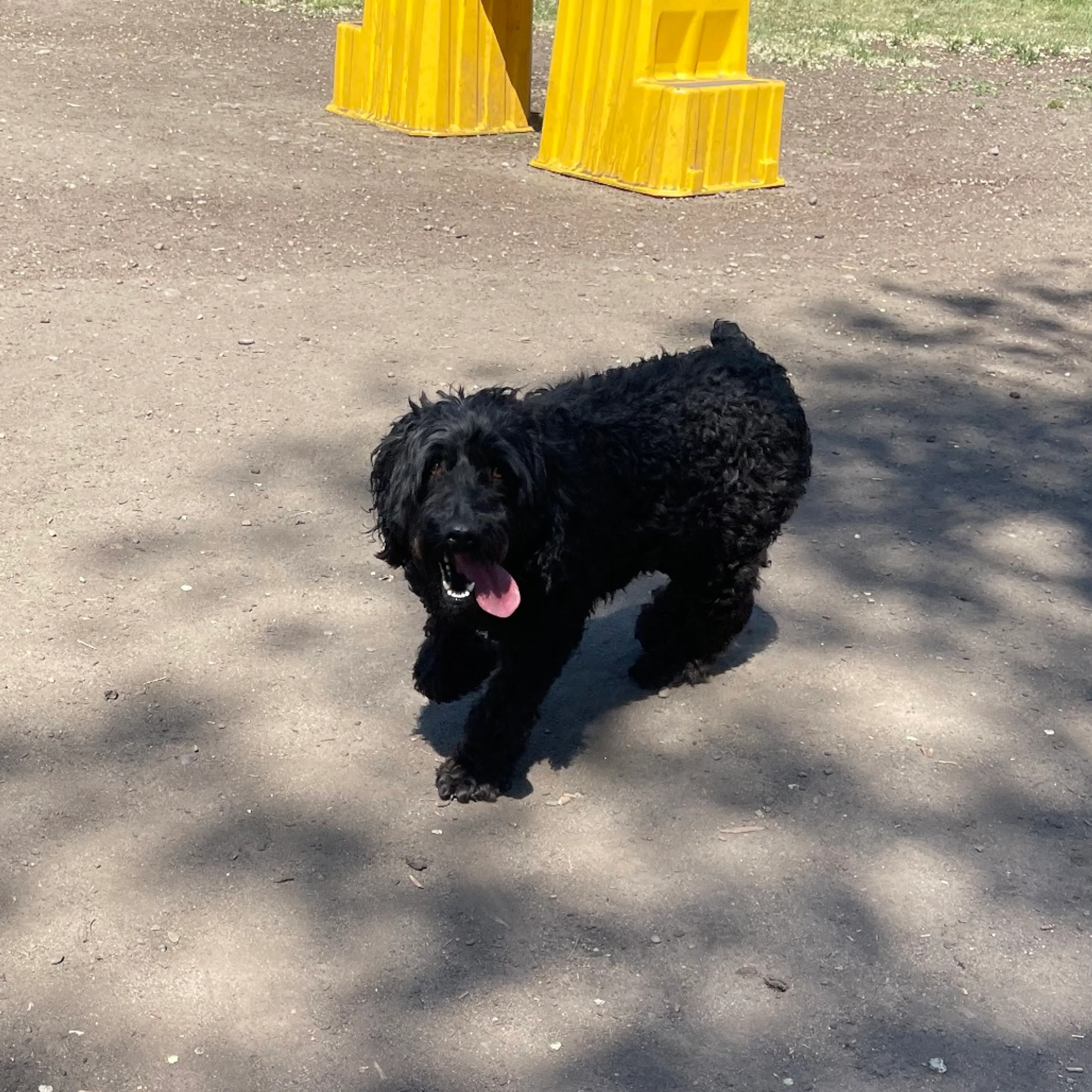 Found pet-5