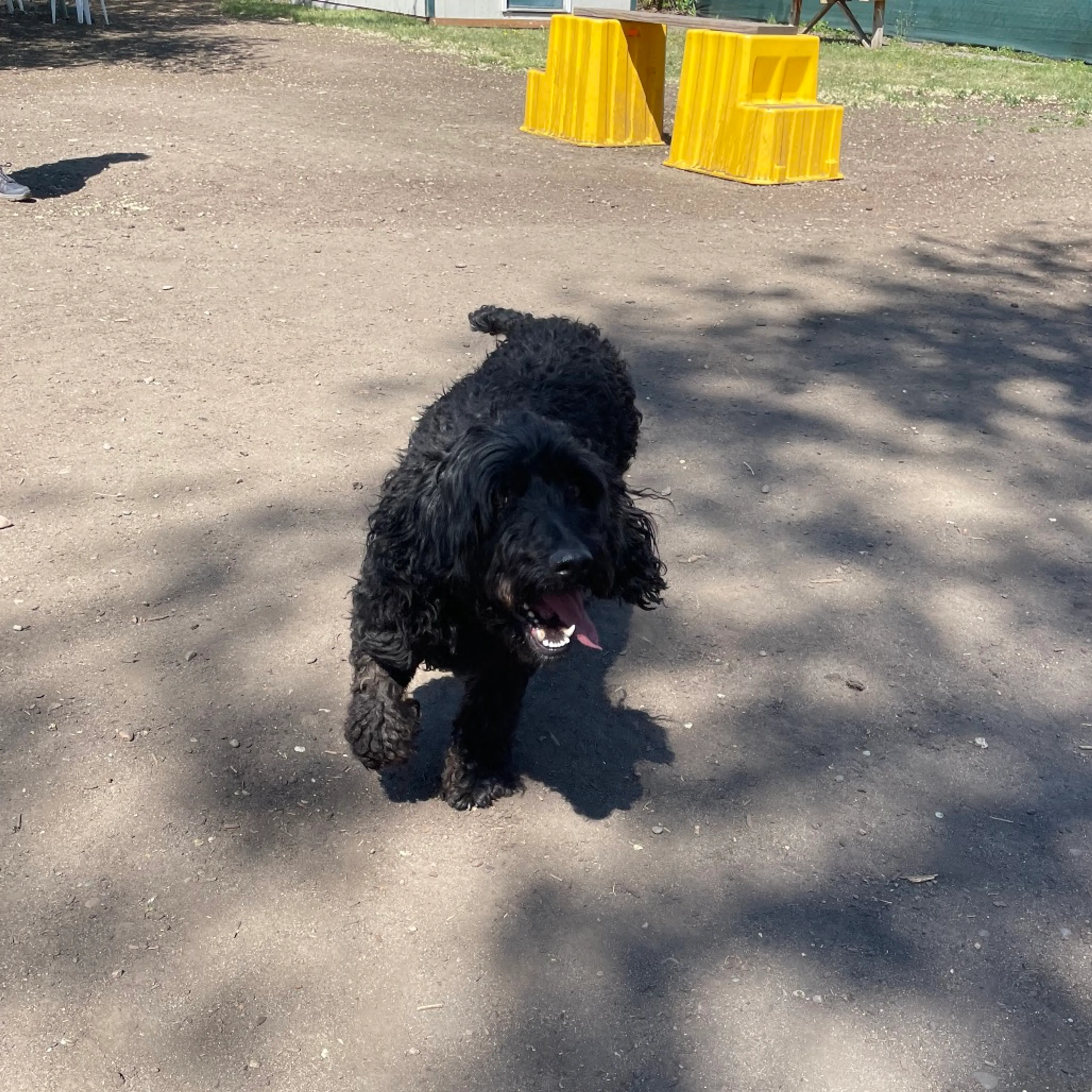 Found pet-3