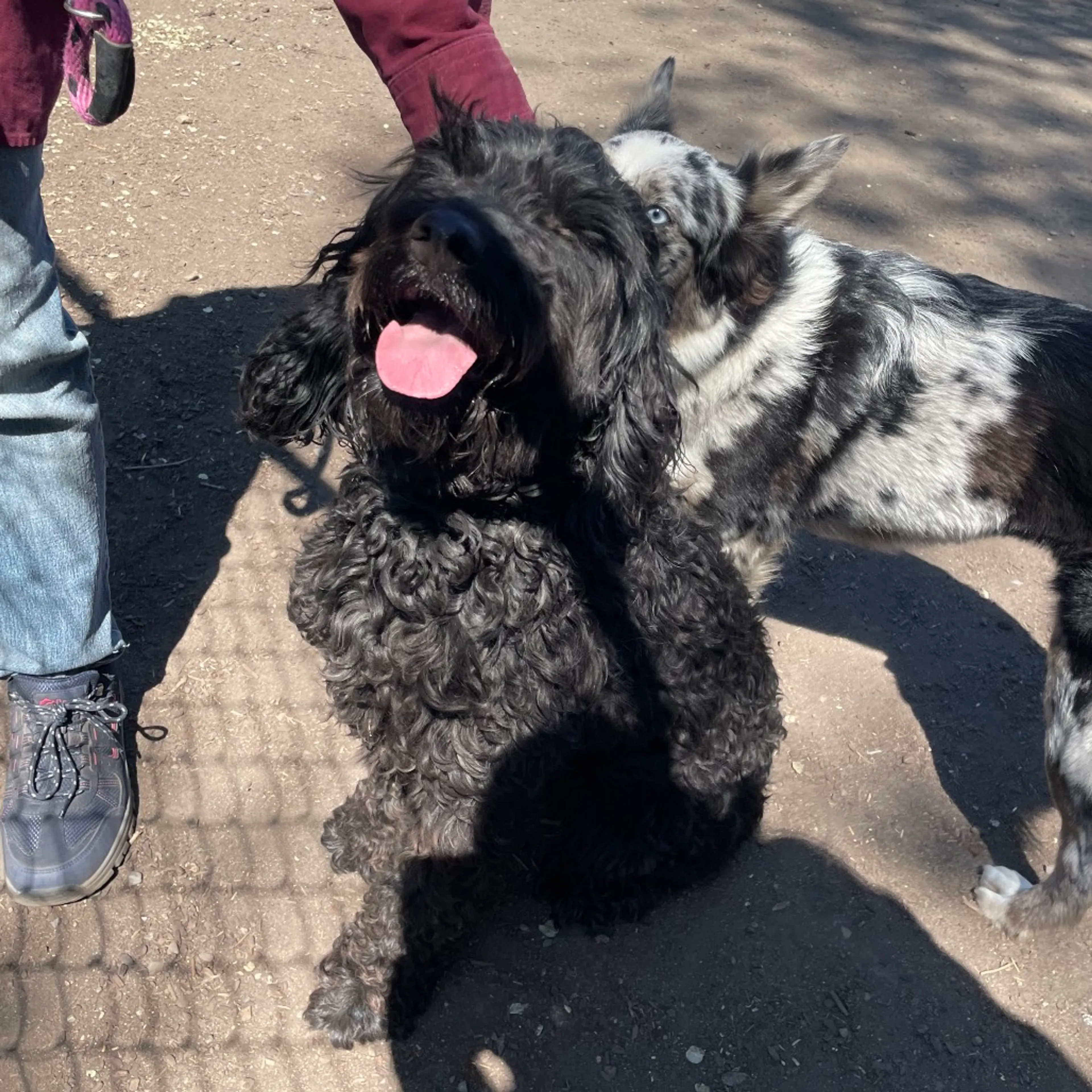 Found pet-2