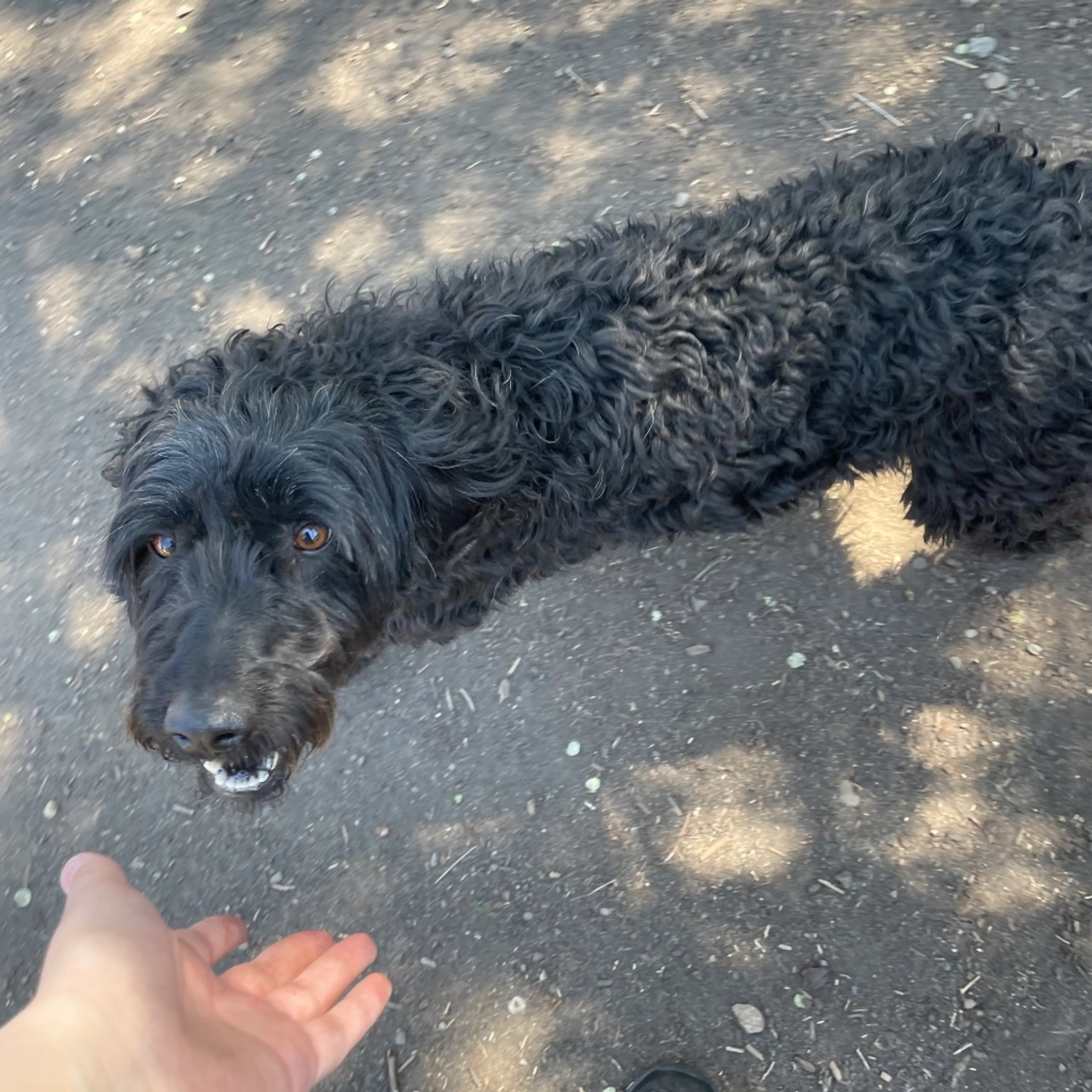Found pet-0