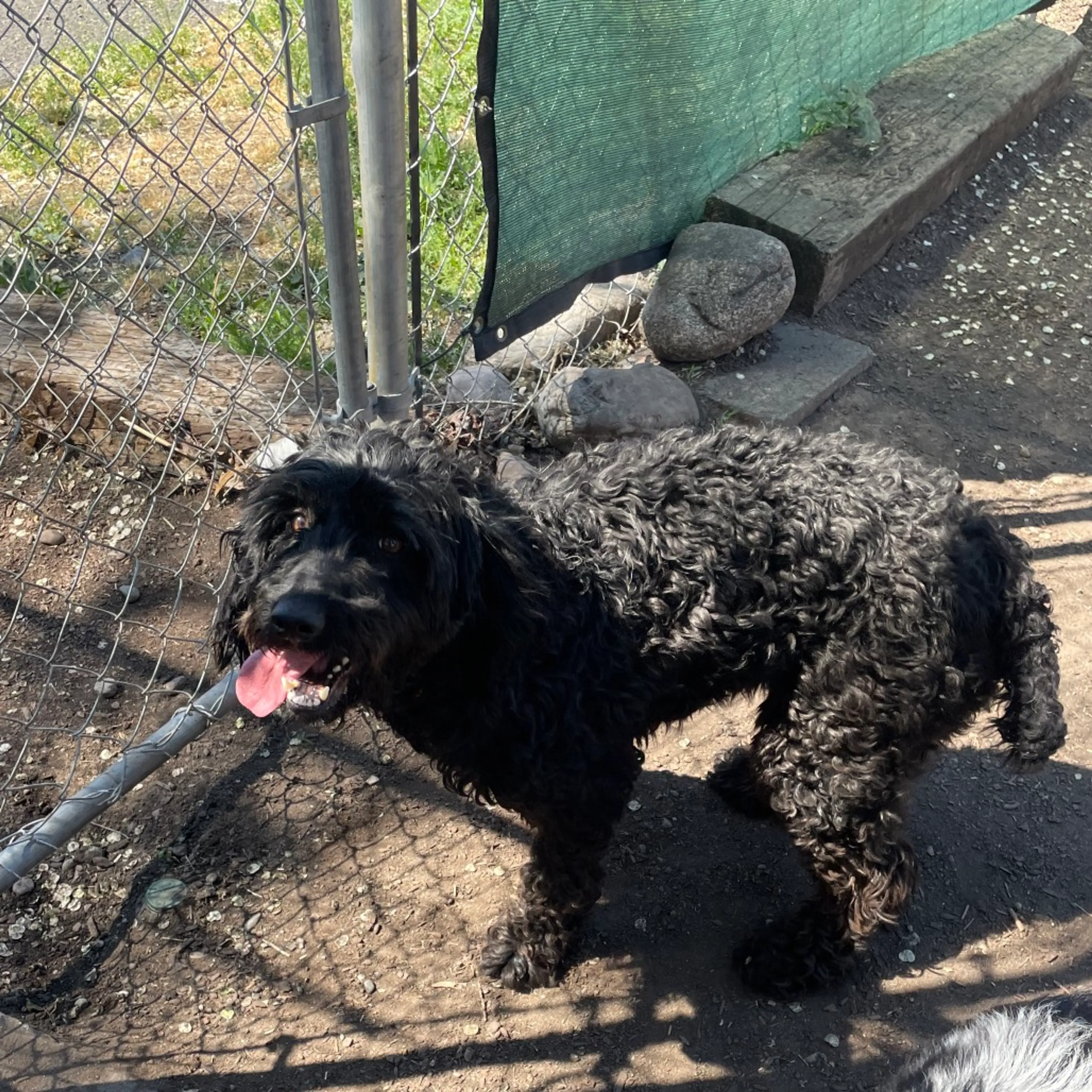 Found pet-4