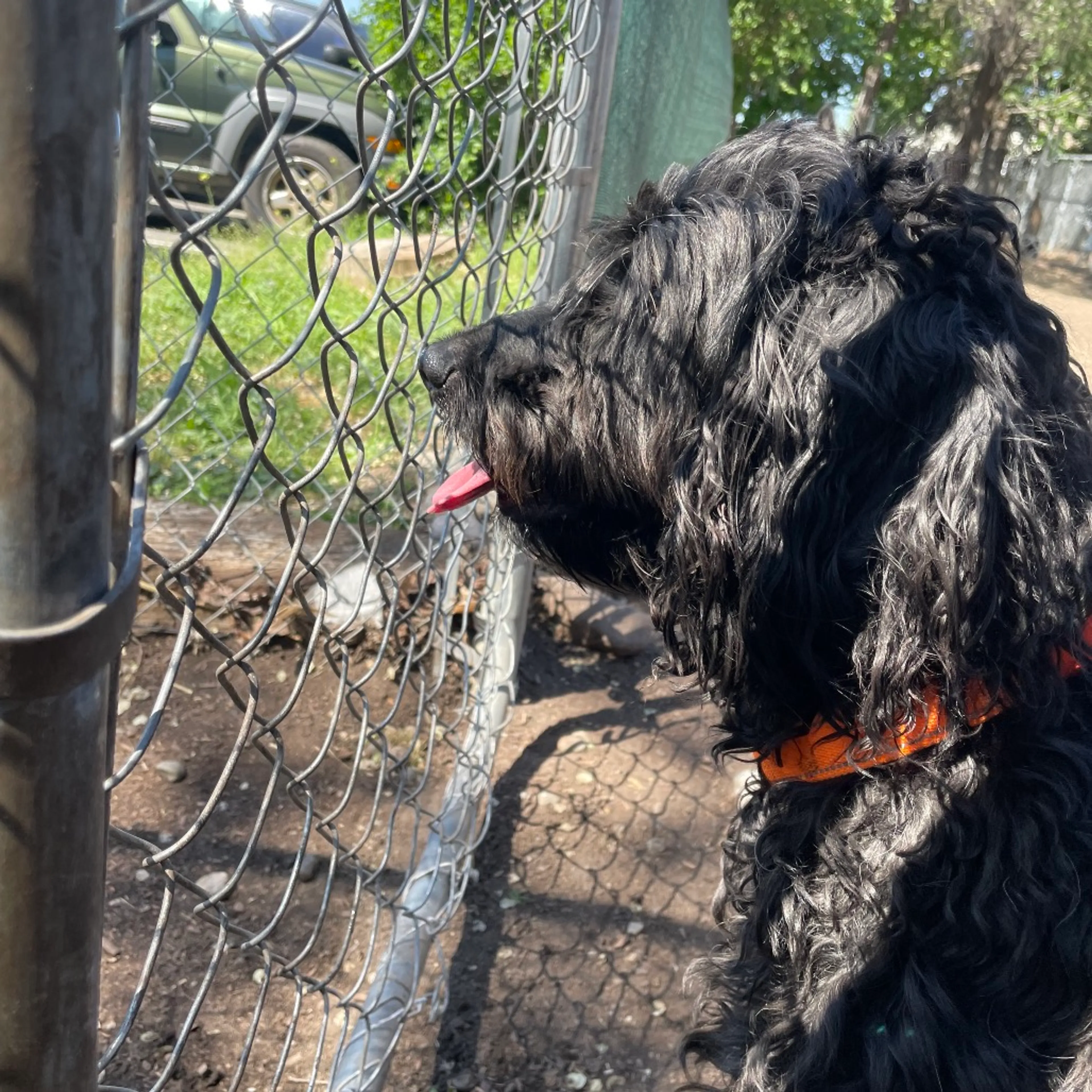 Found pet-1
