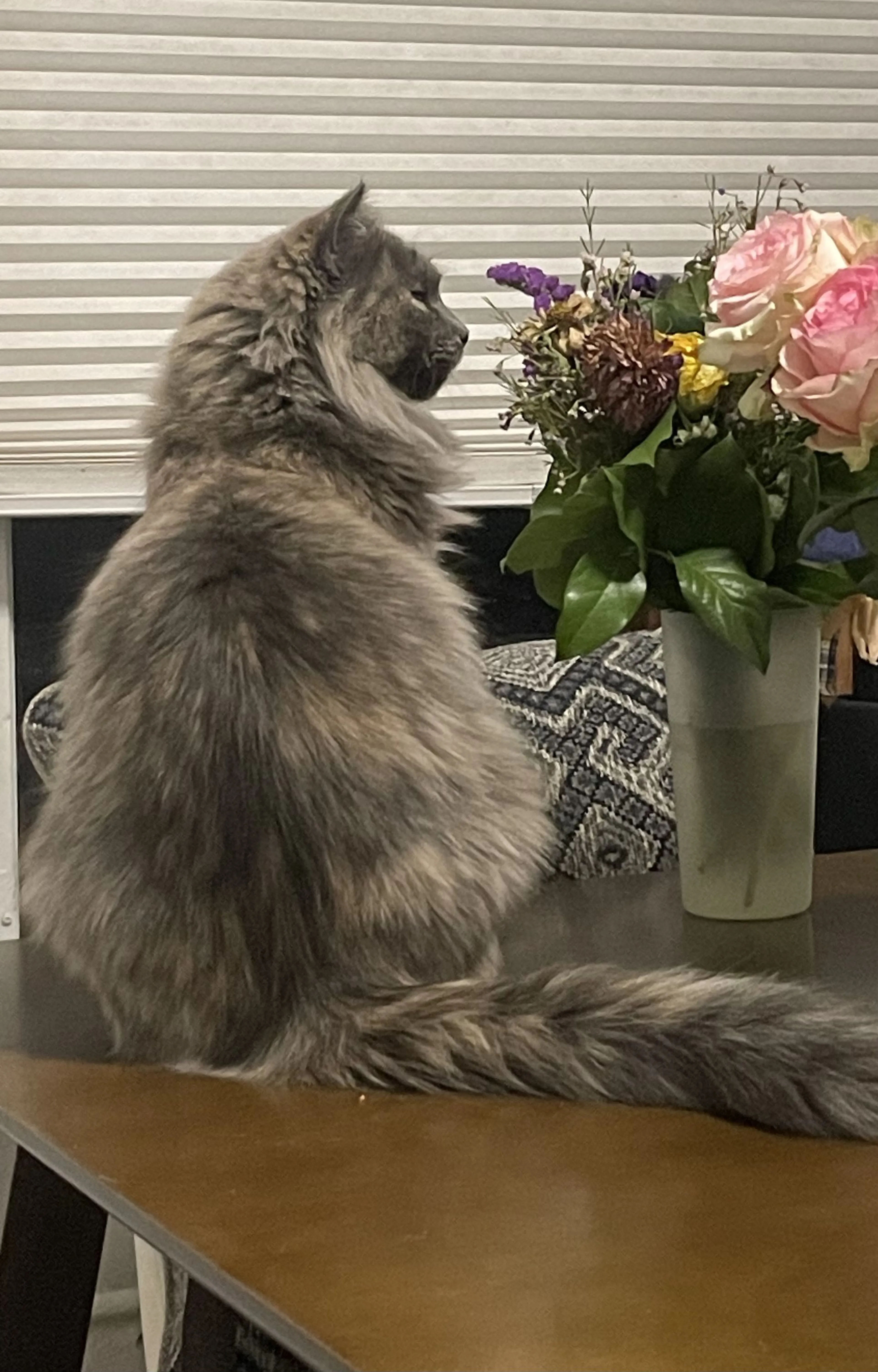 Lost pet-2