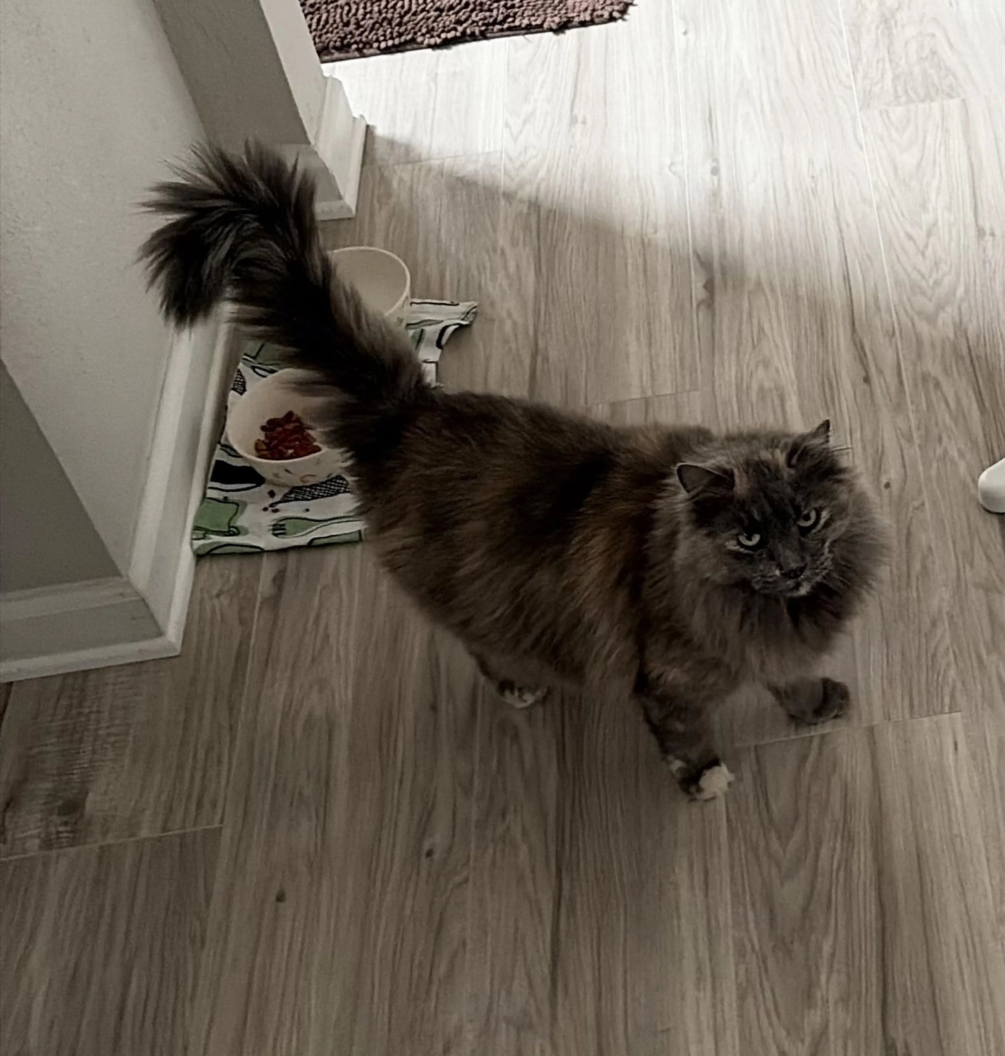 Lost pet-1