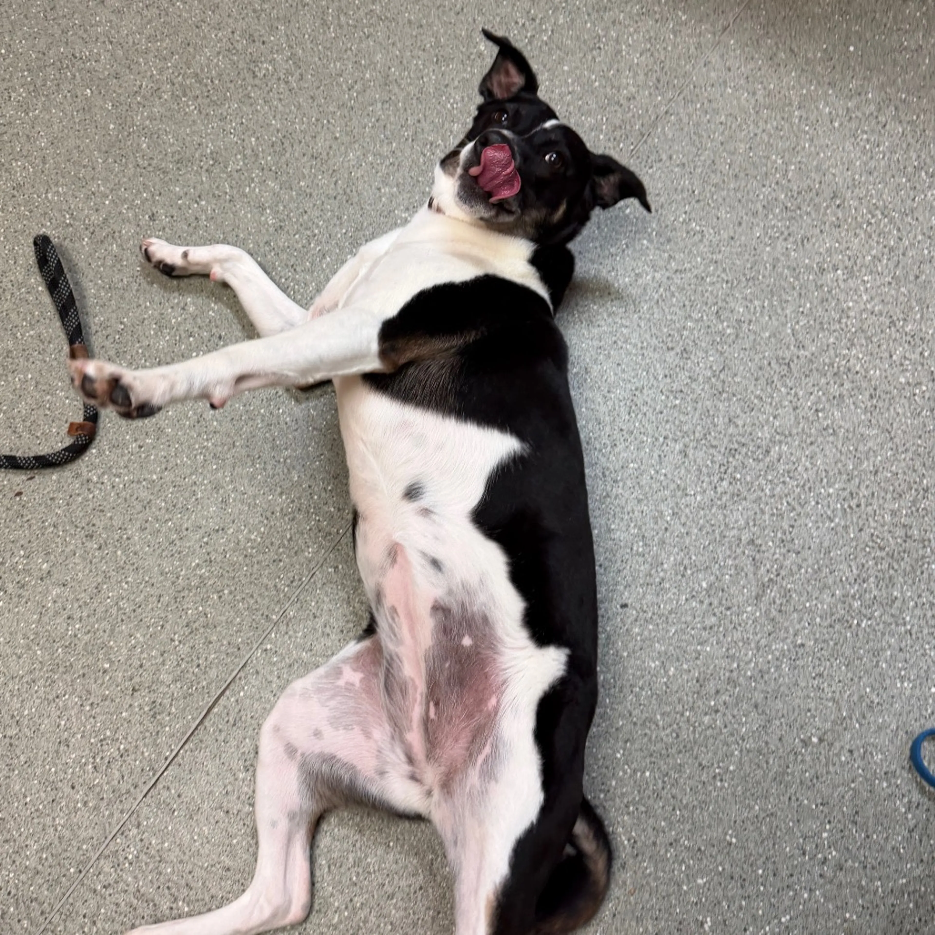 Found pet-2