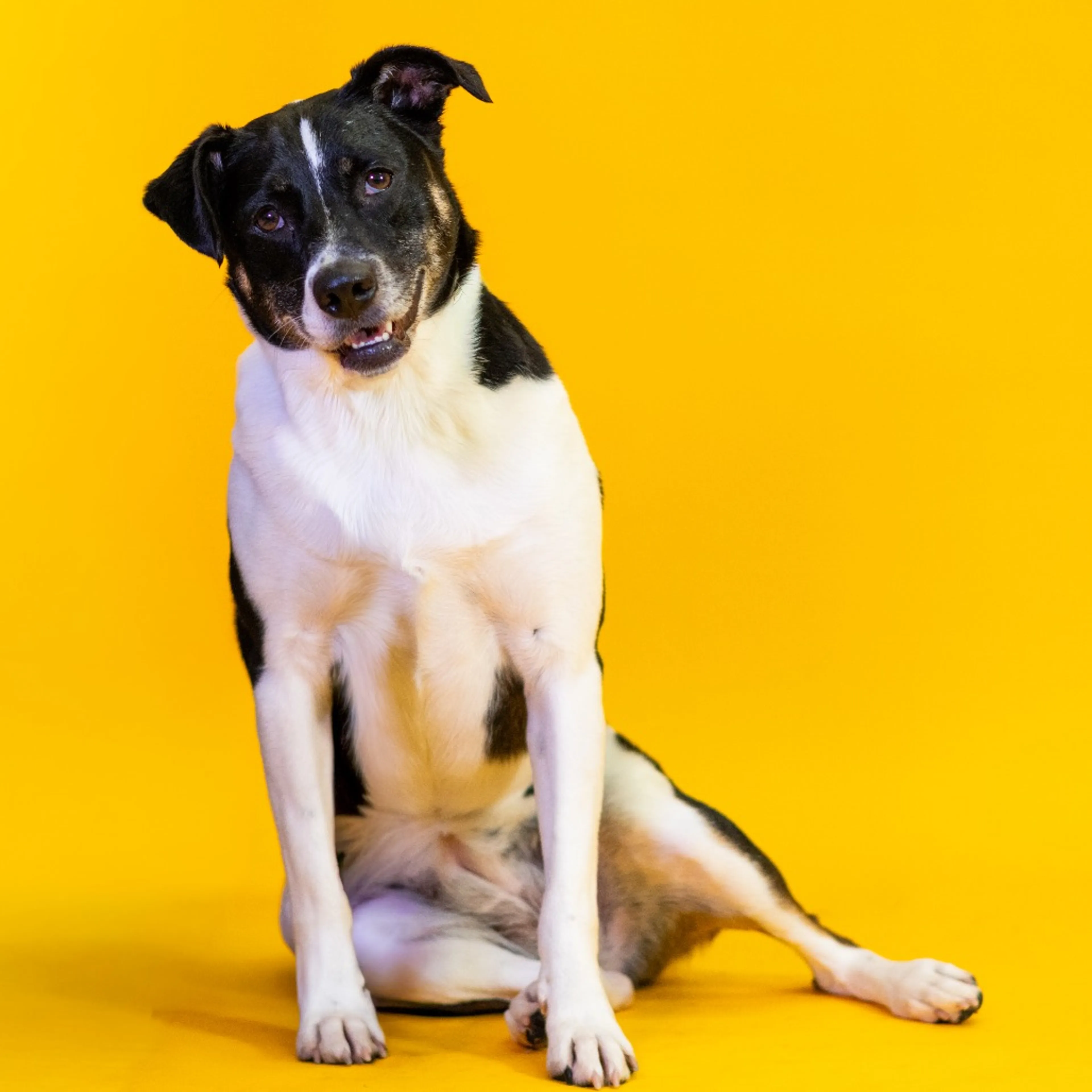 Found pet-11