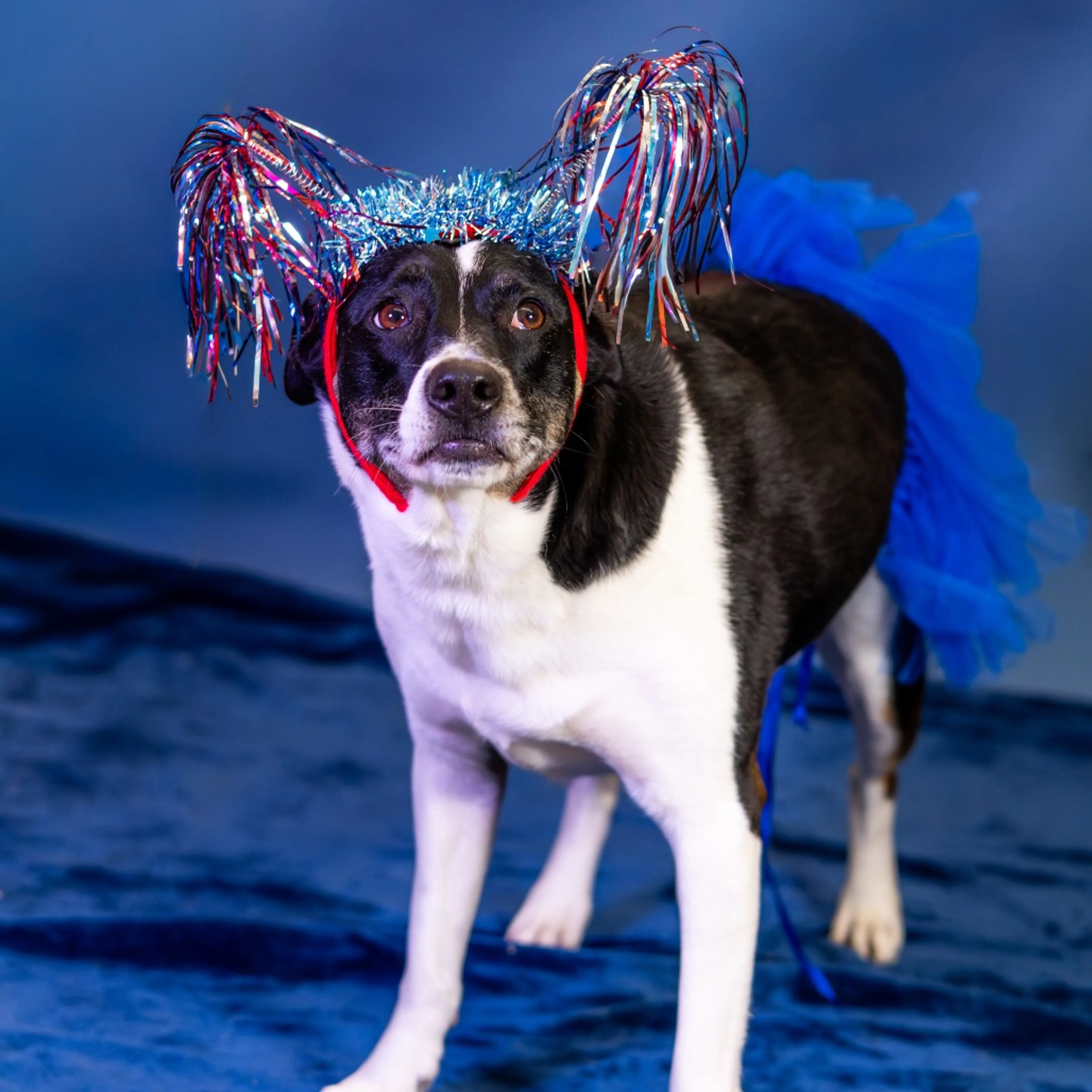 Found pet-6