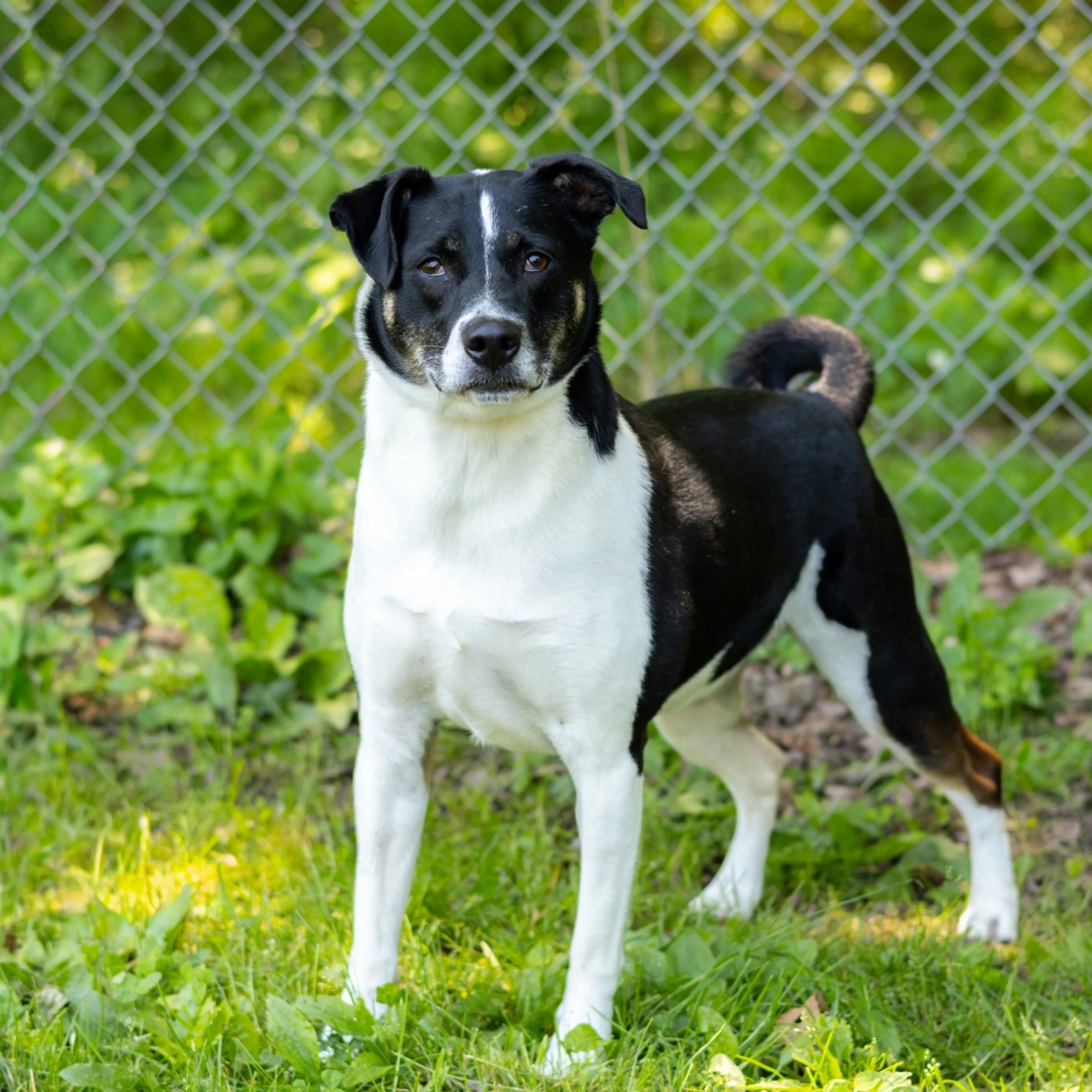 Found pet-4
