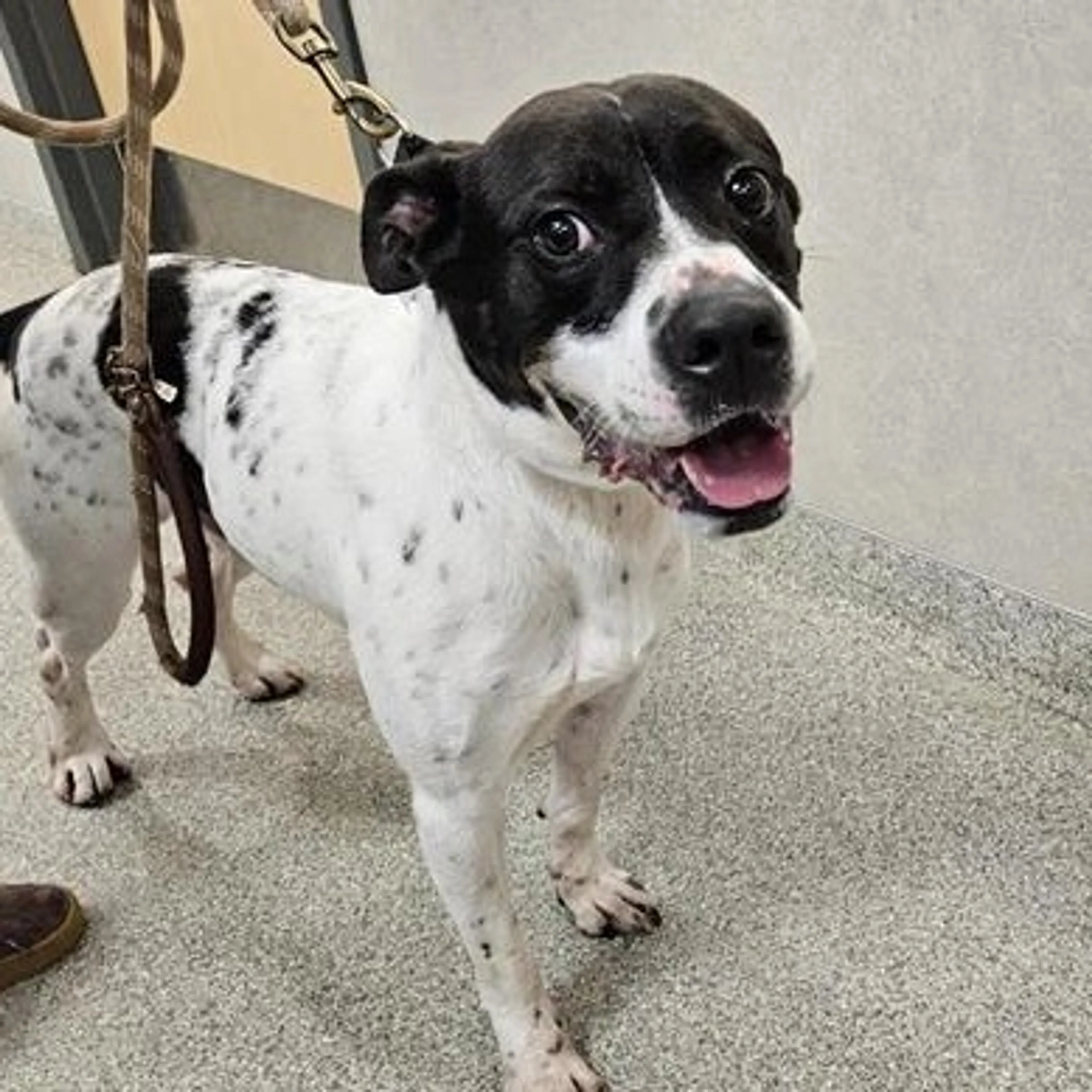 Found pet-1