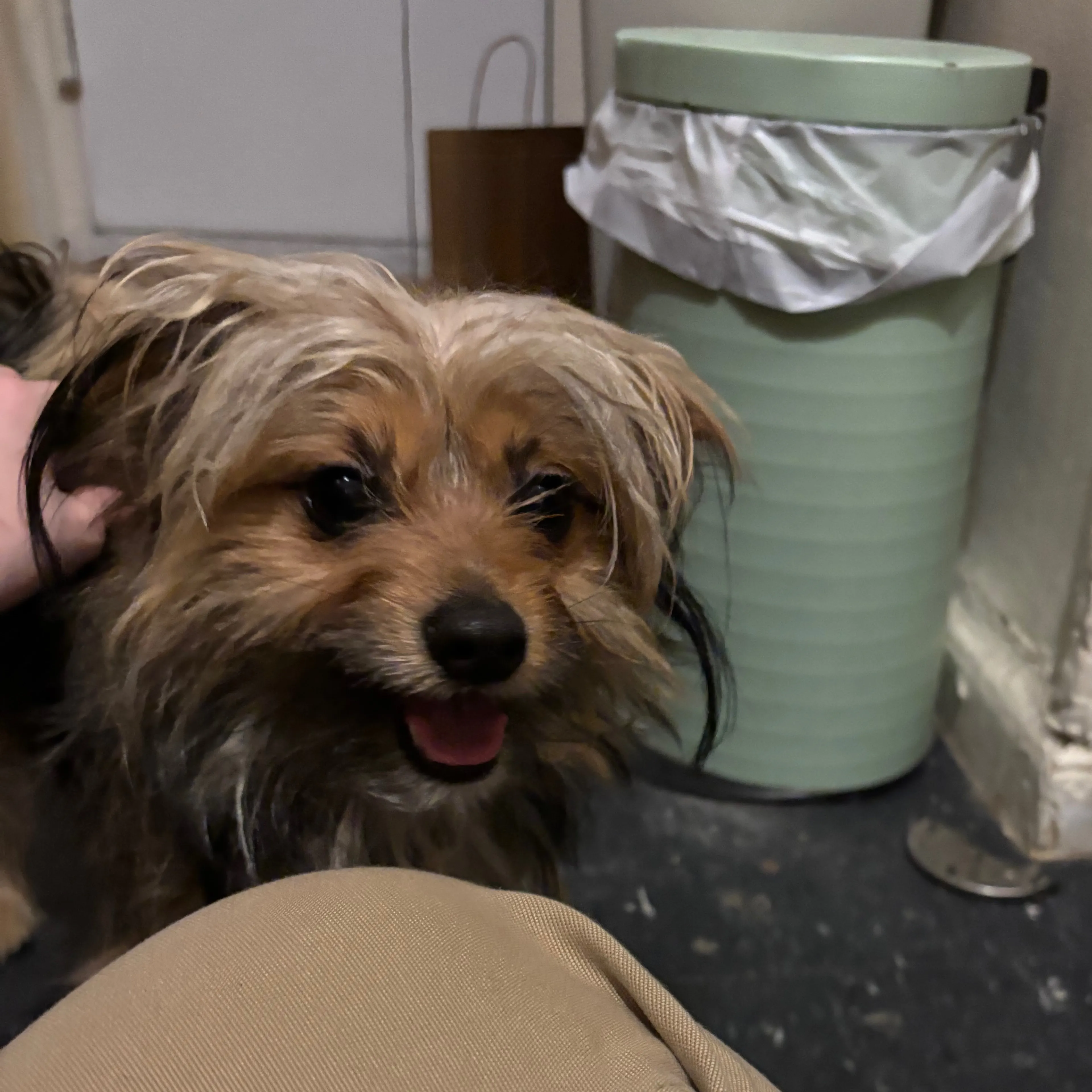 Found pet-2