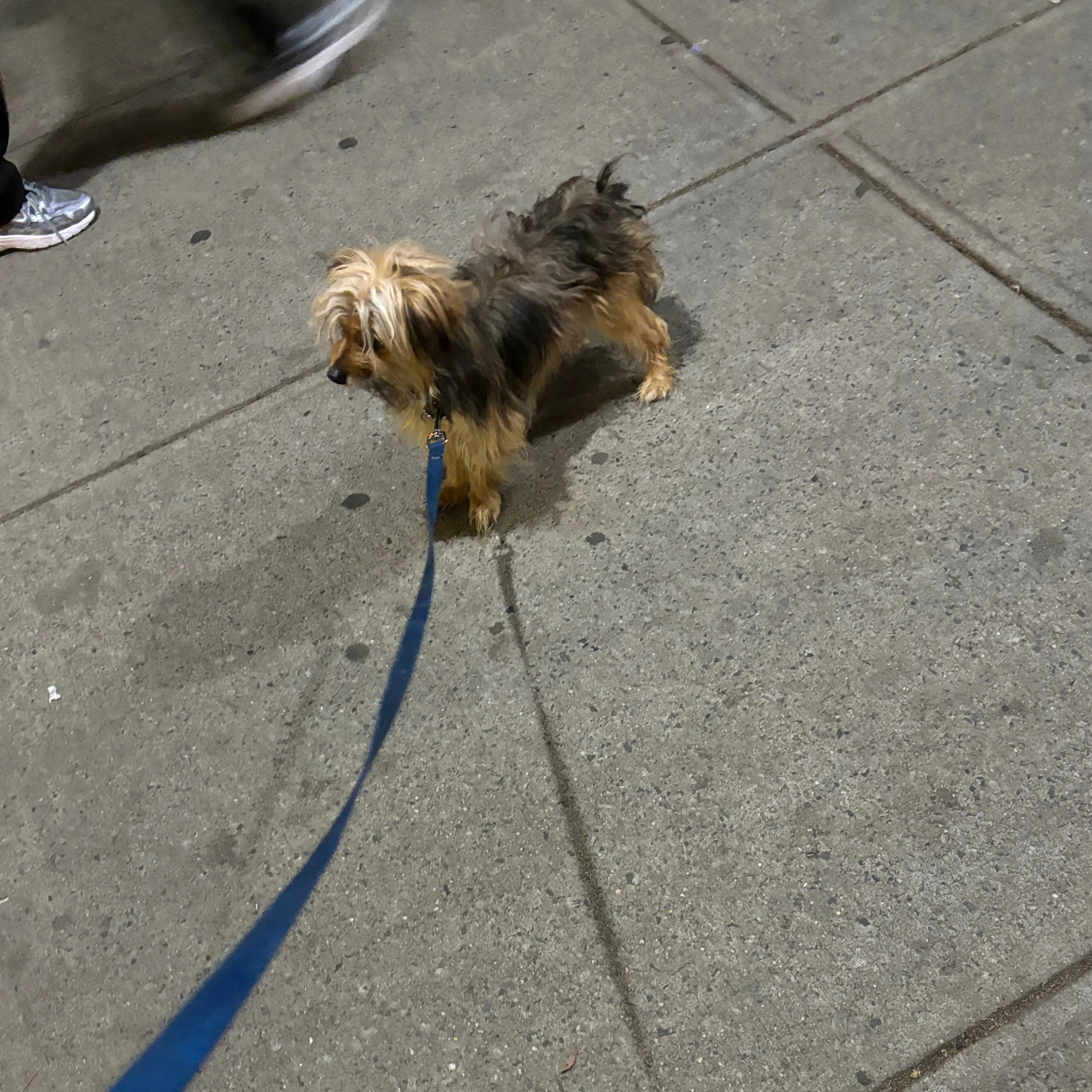 Found pet-1