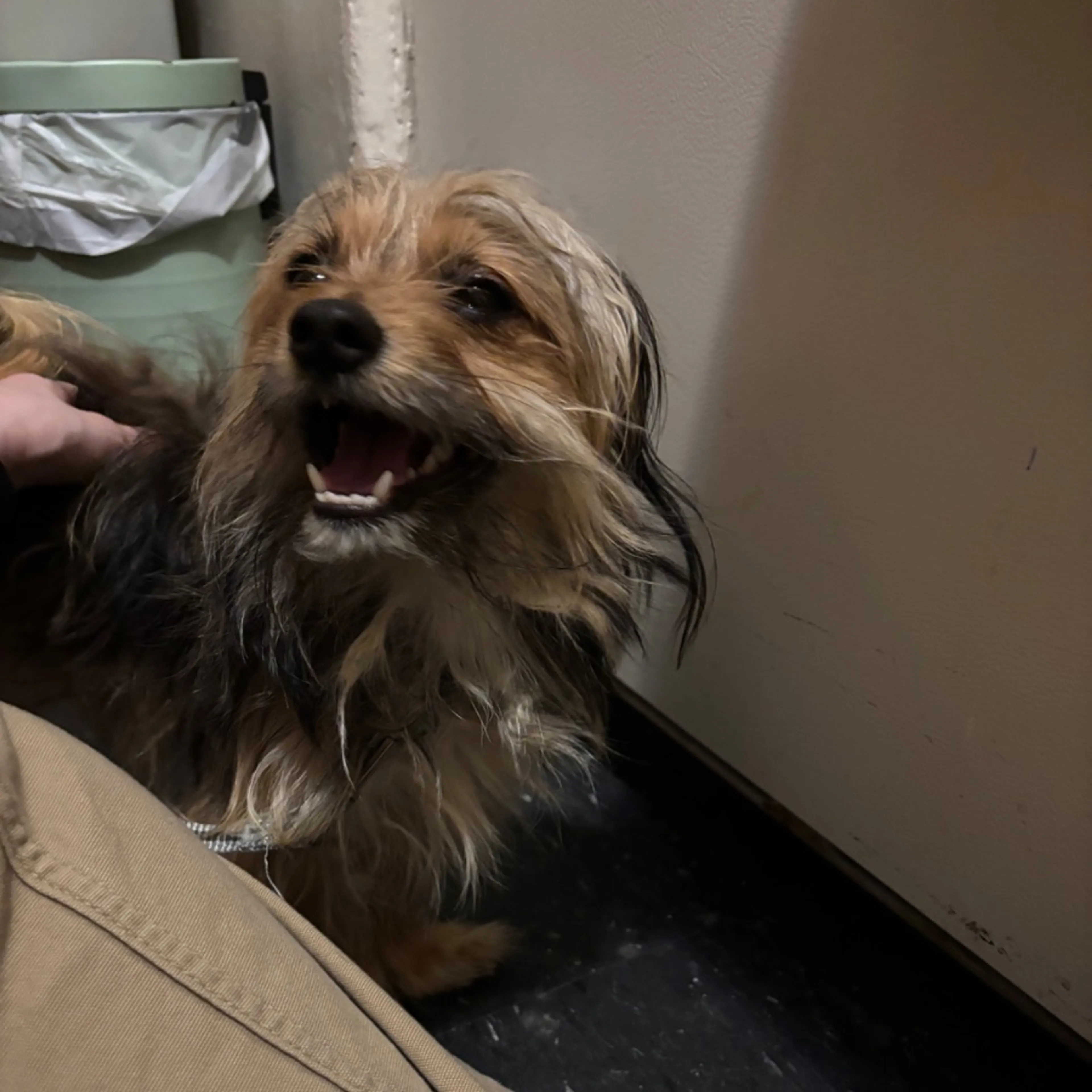 Found pet-0
