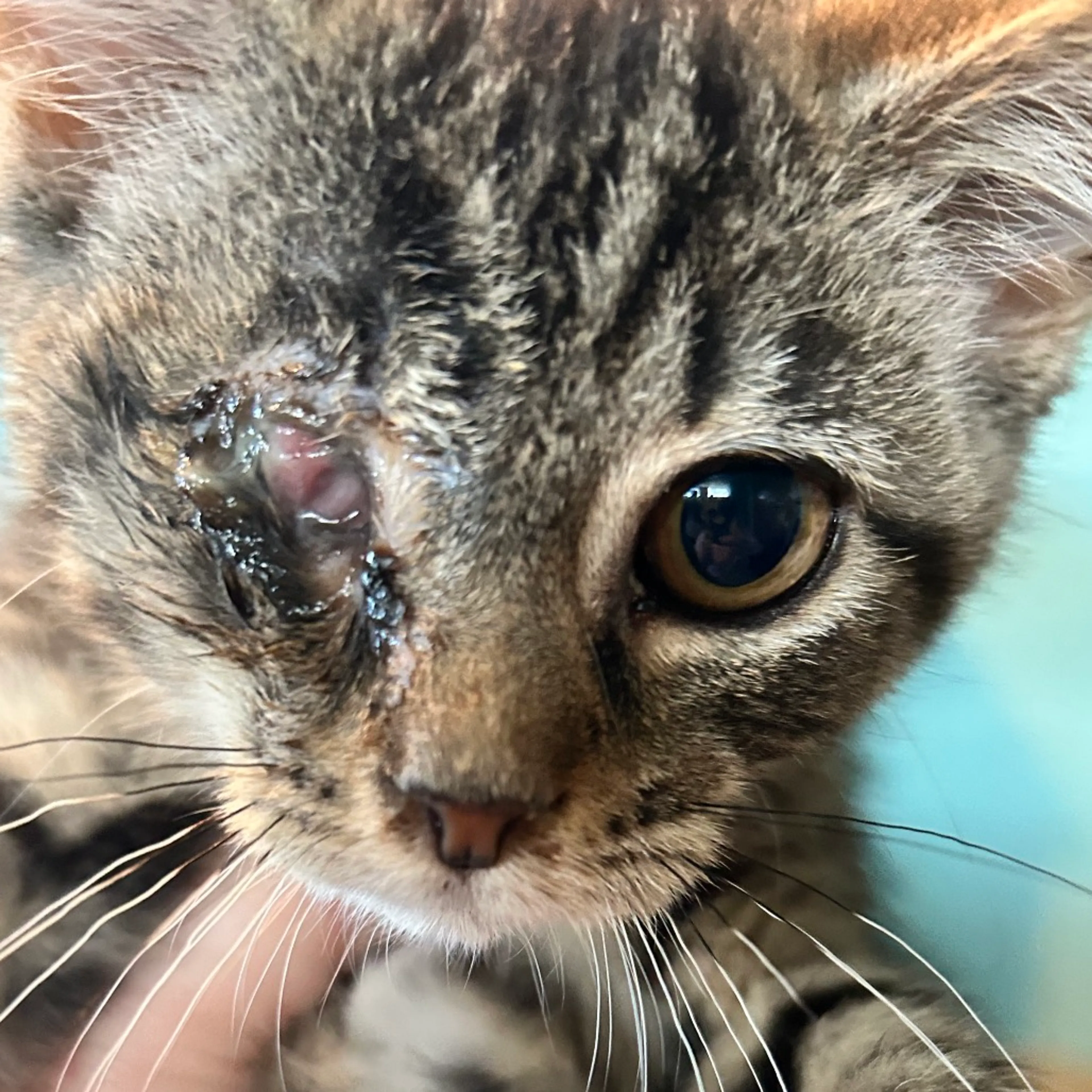 Found pet