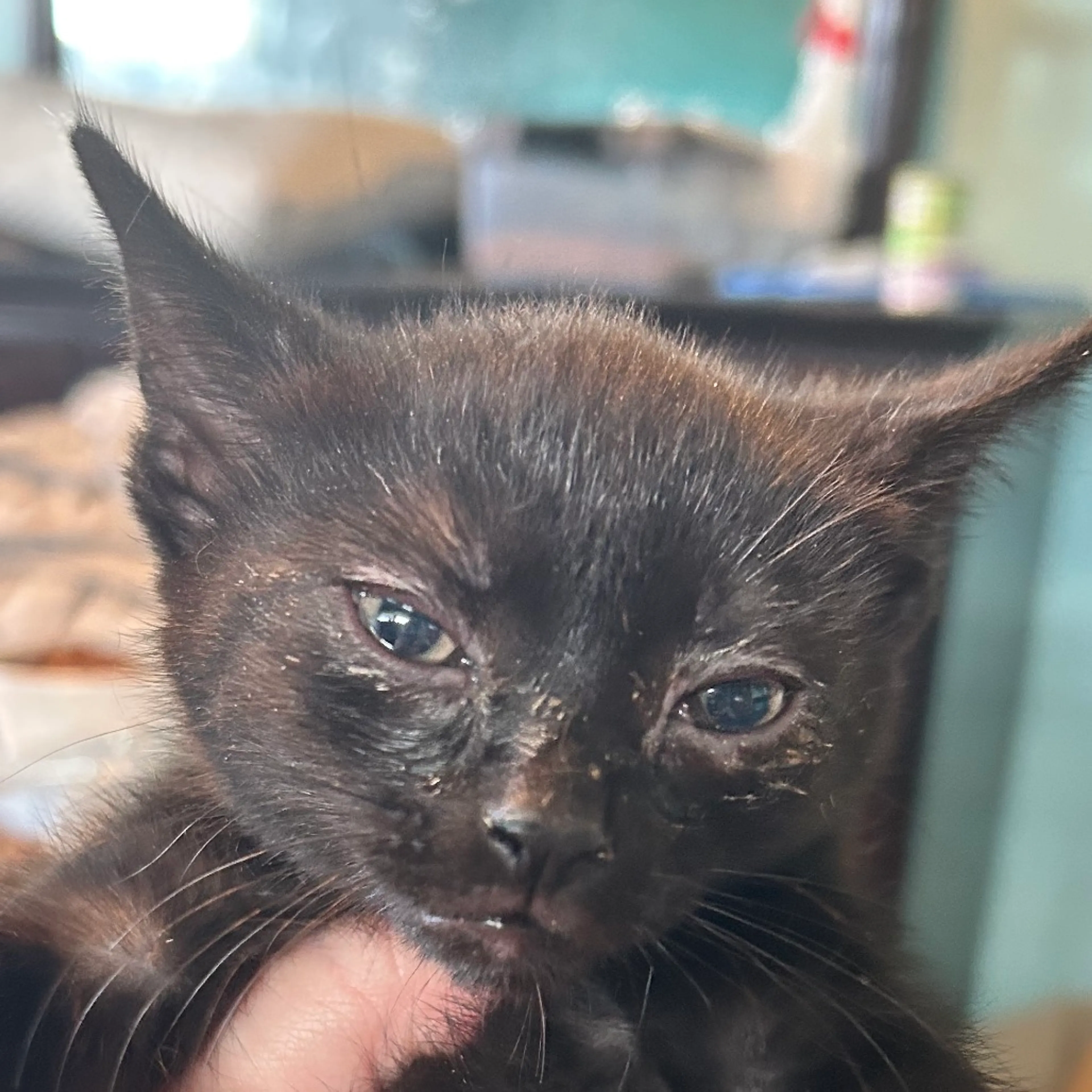 Found pet
