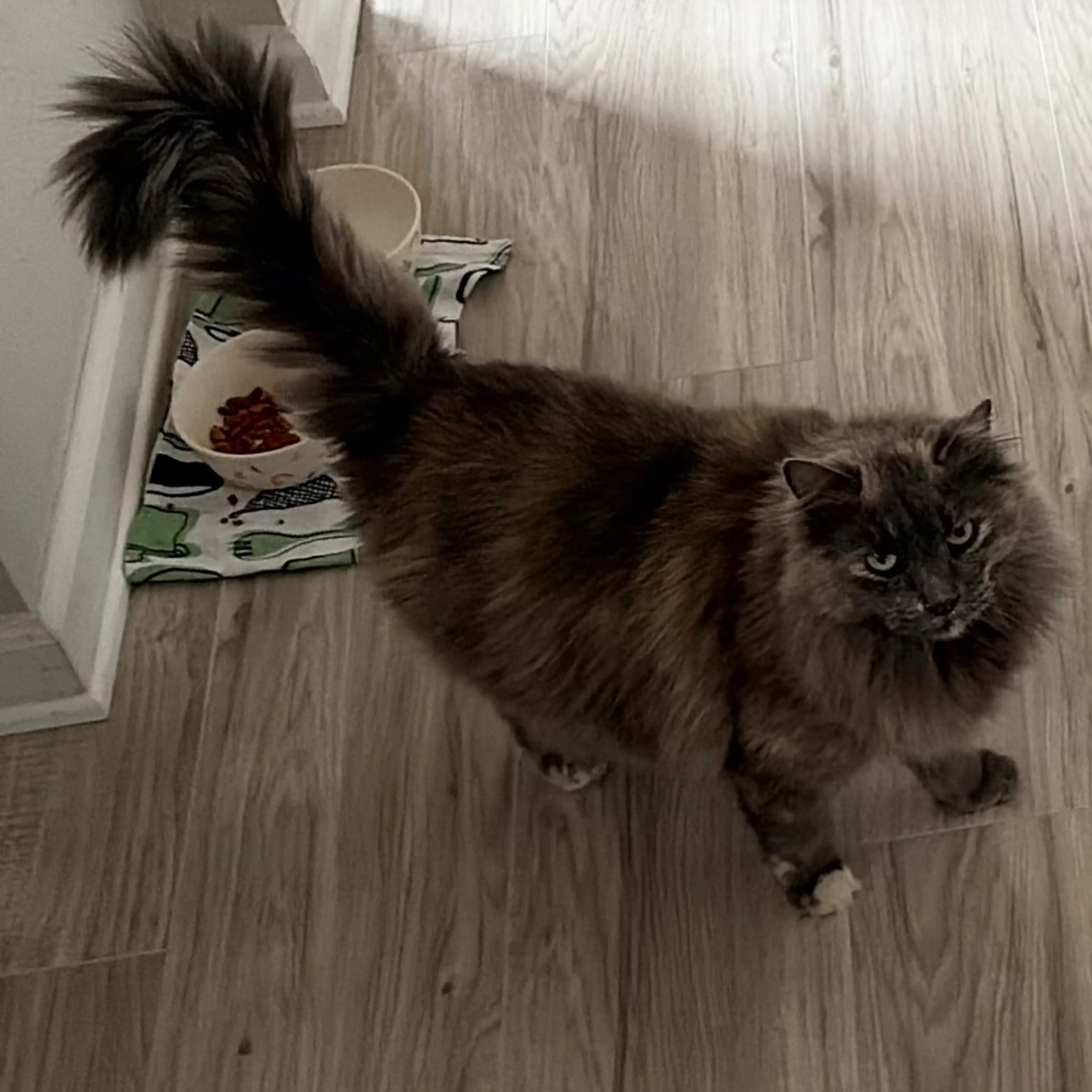 Lost pet-1