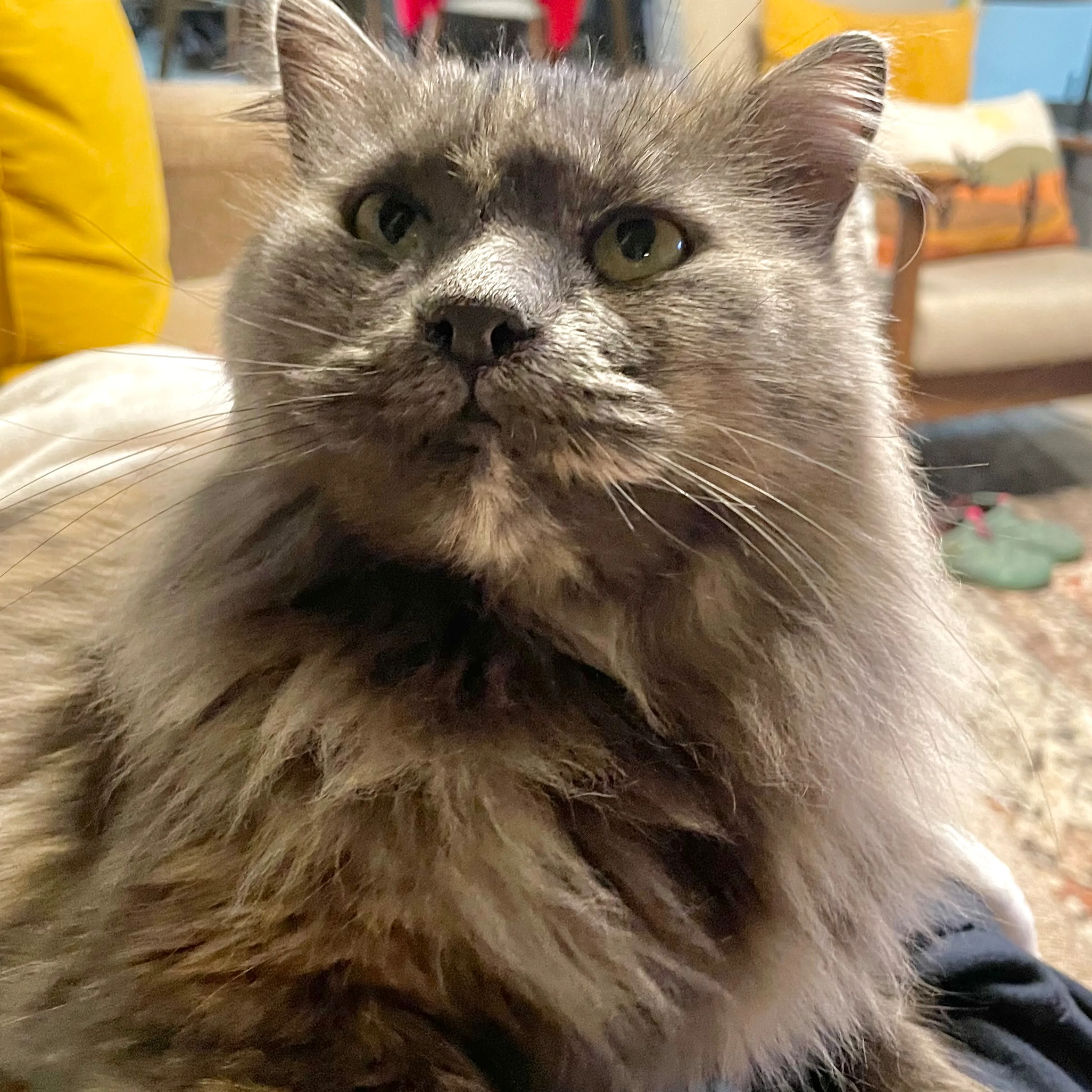 Lost pet-2