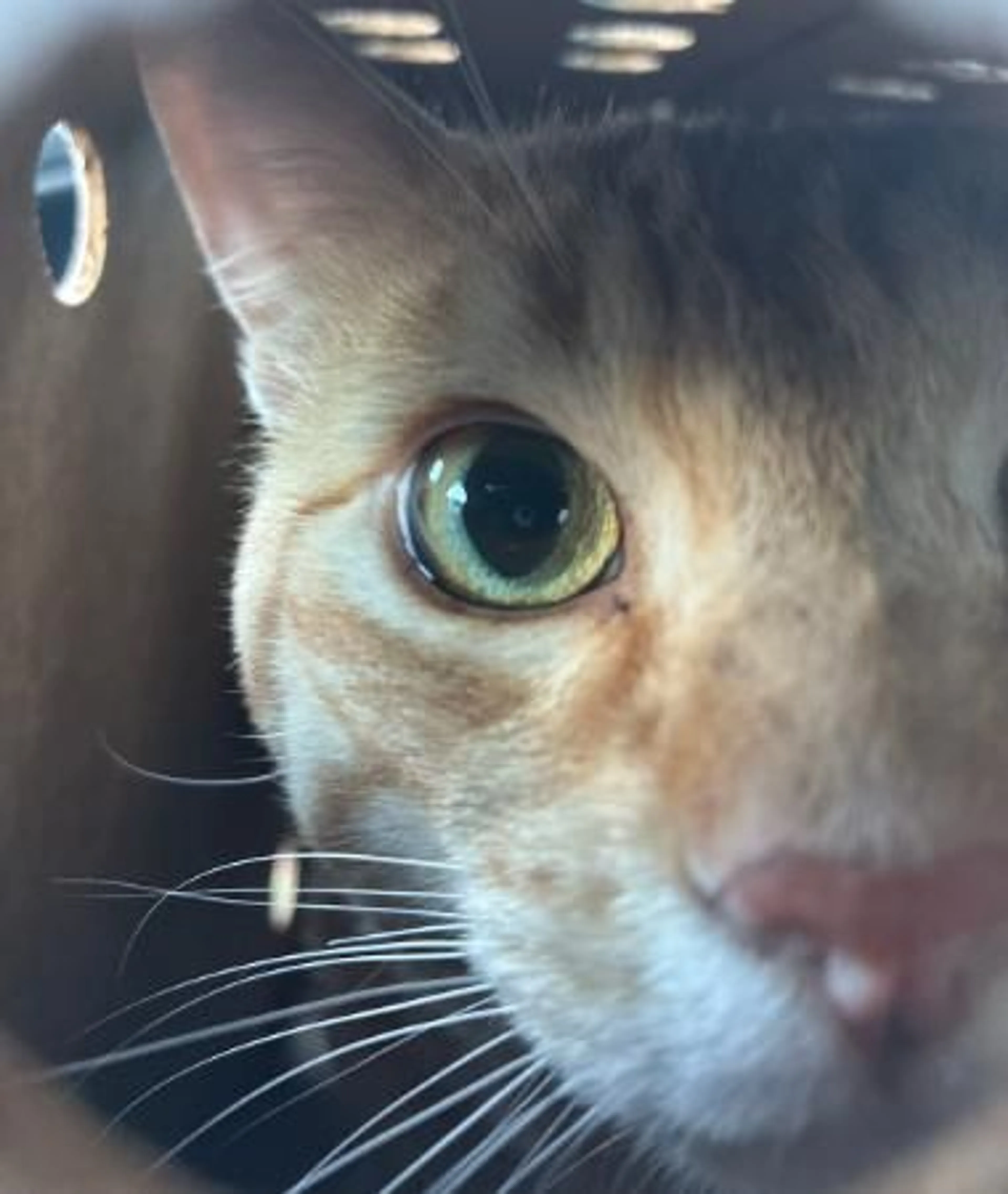 Found pet