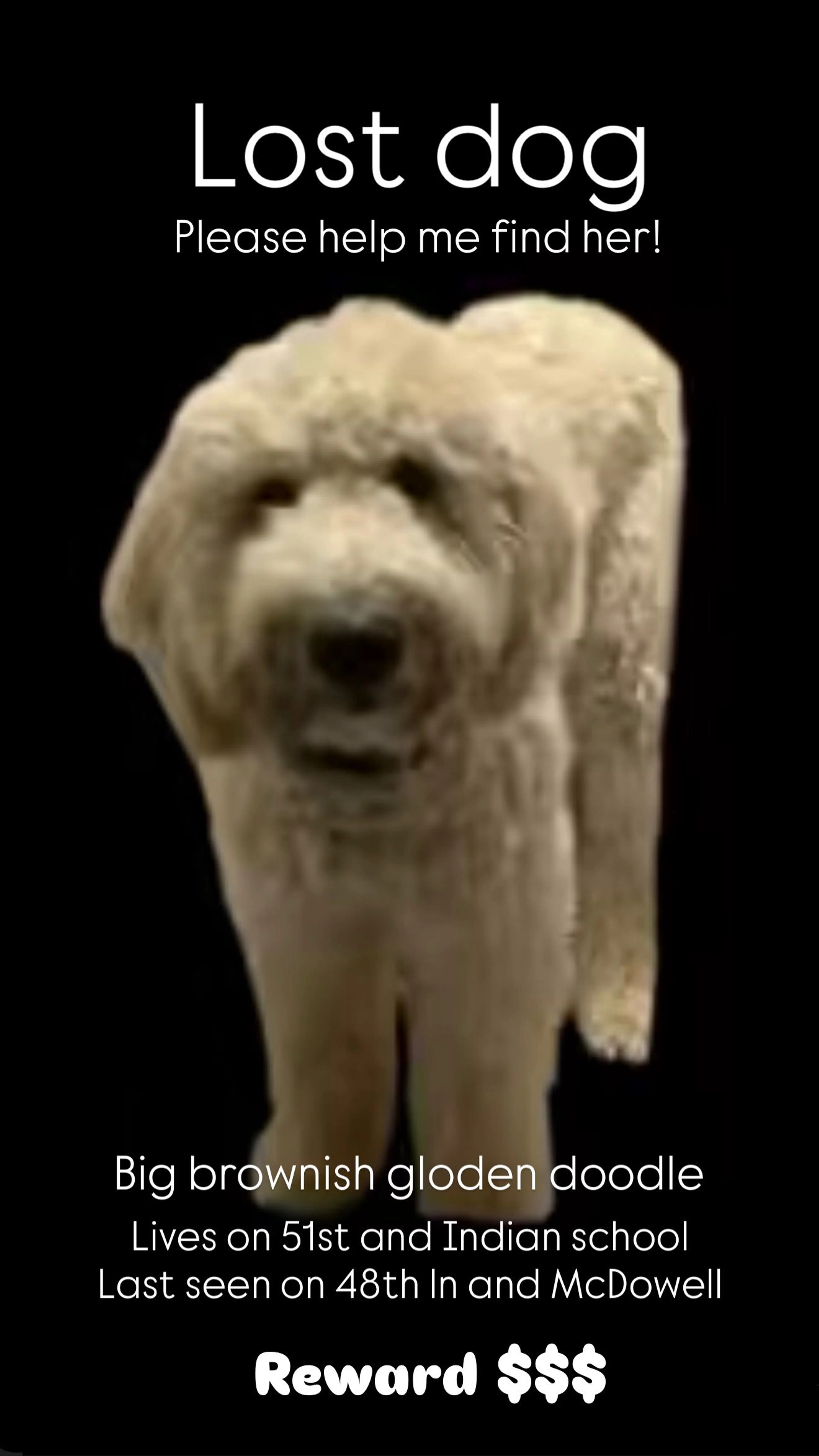 Lost pet