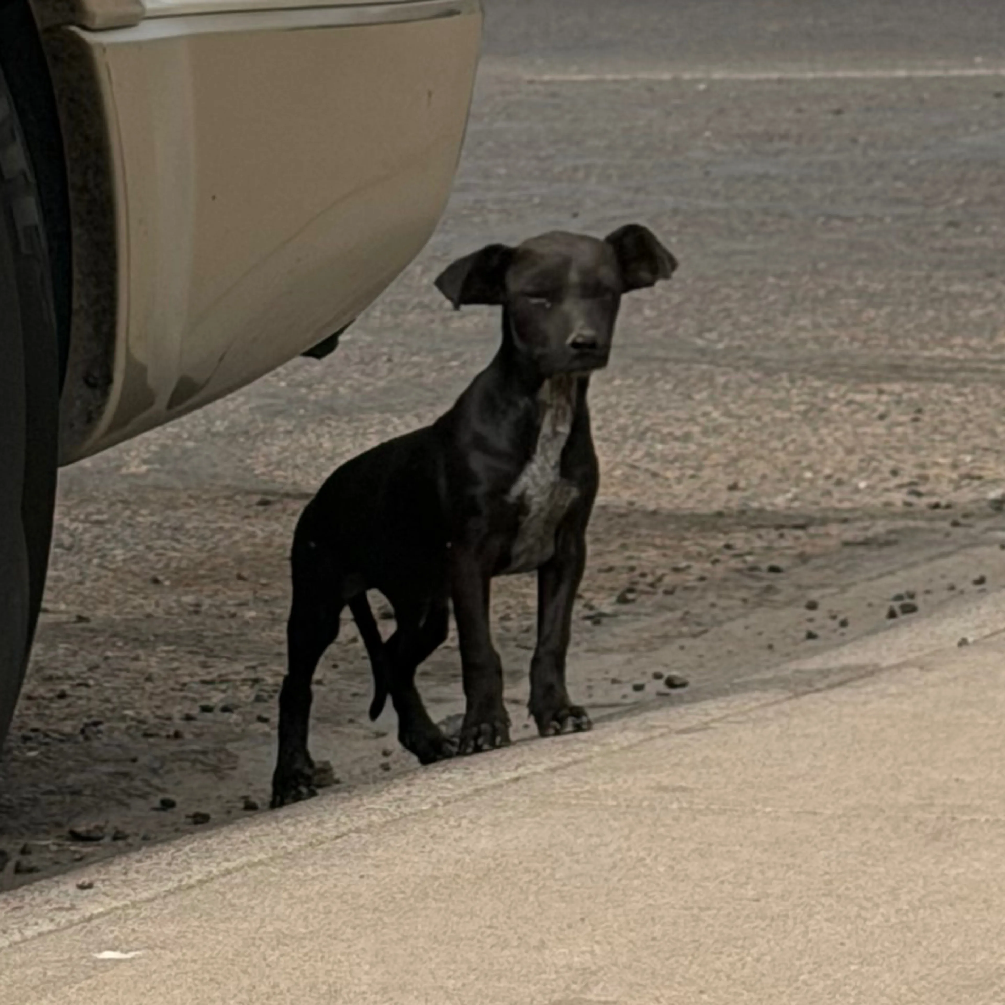 Found pet-1