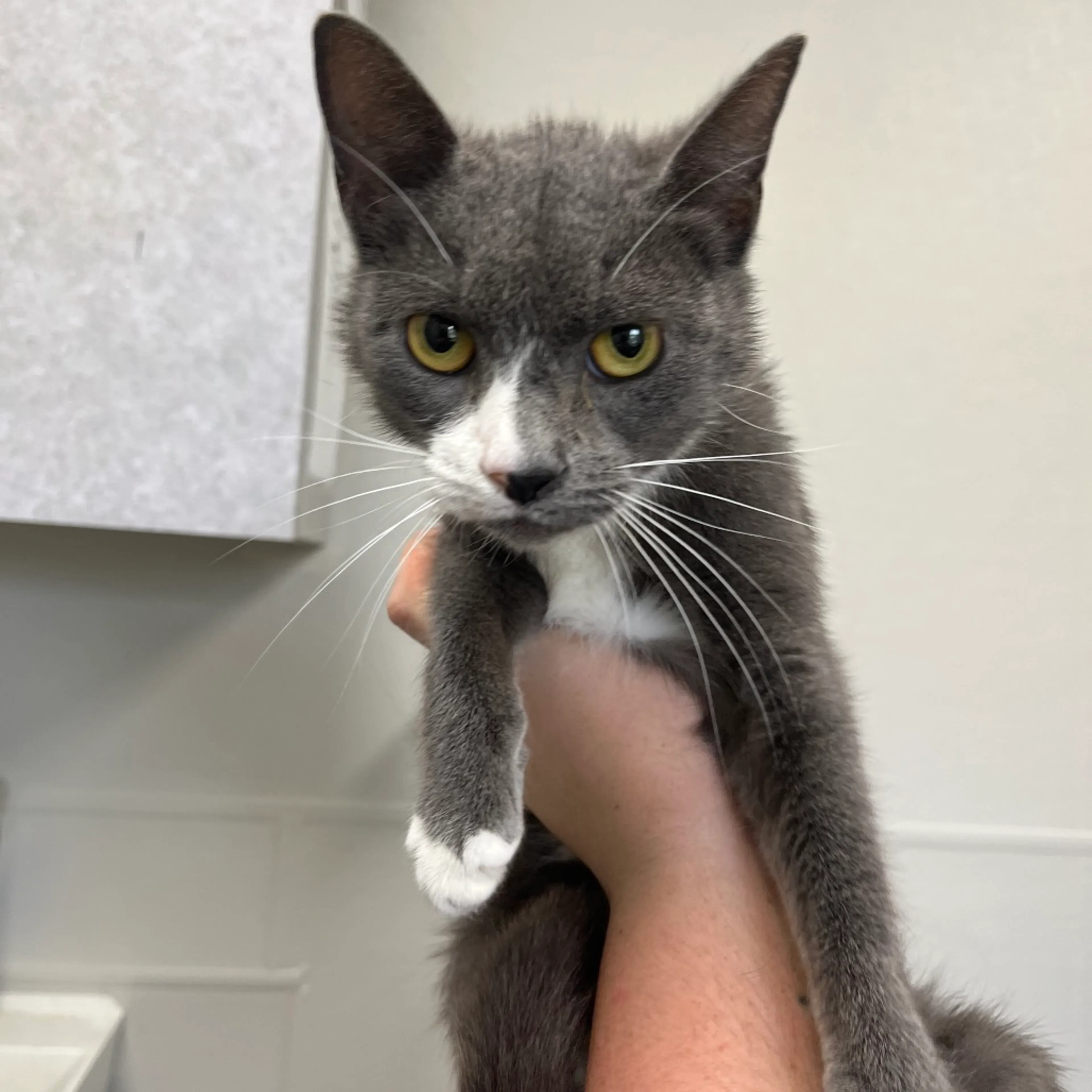 Found pet