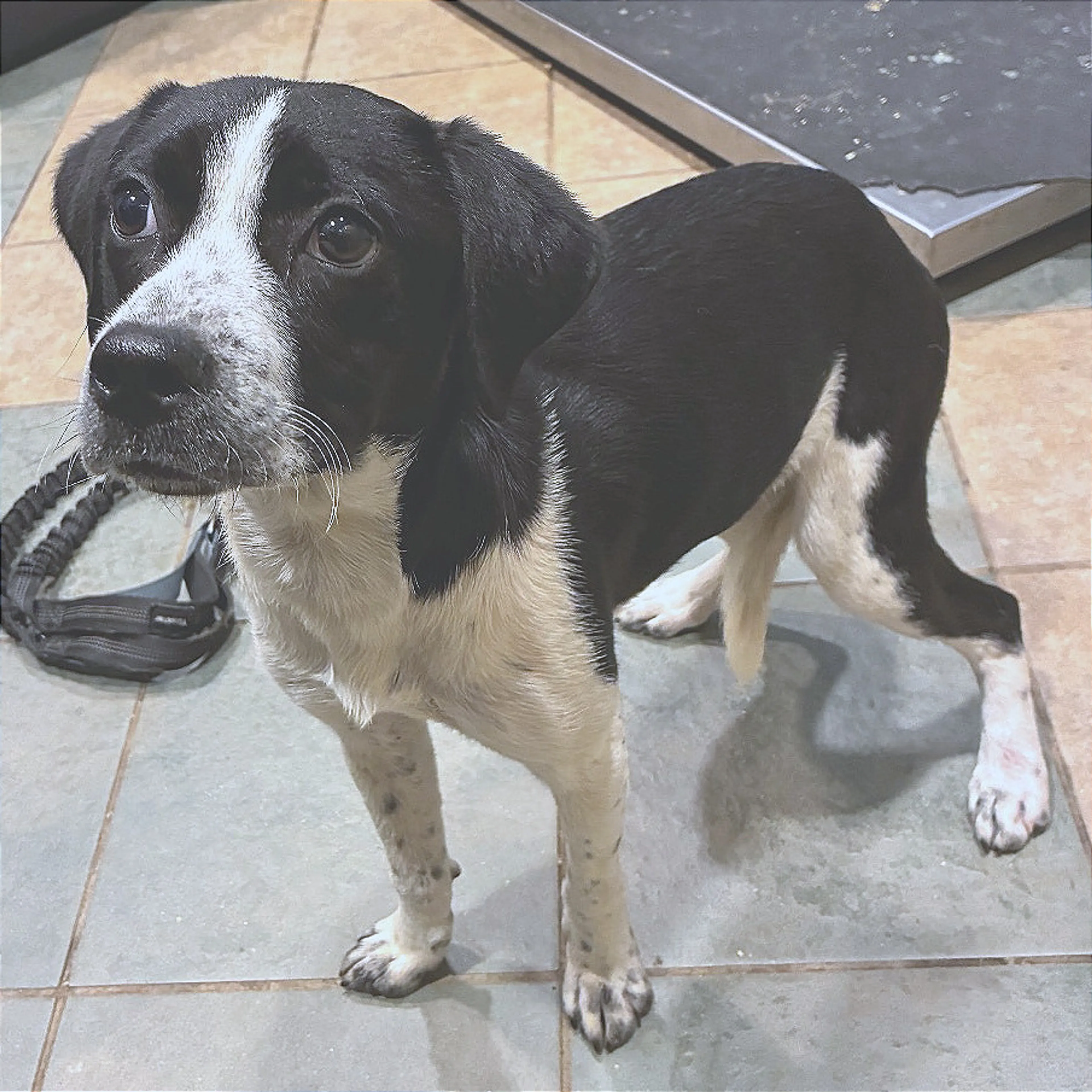 Found pet-1