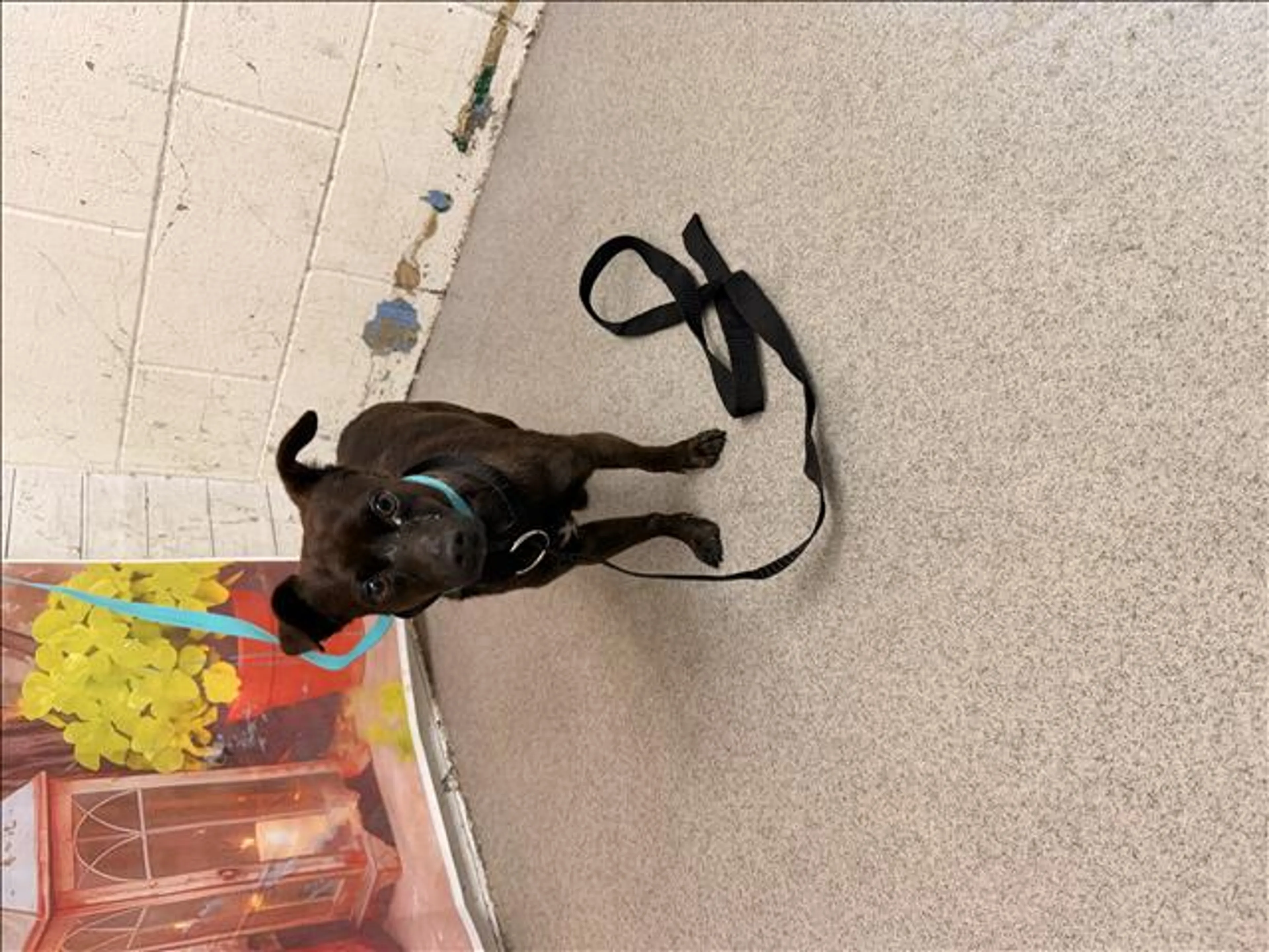 Found pet