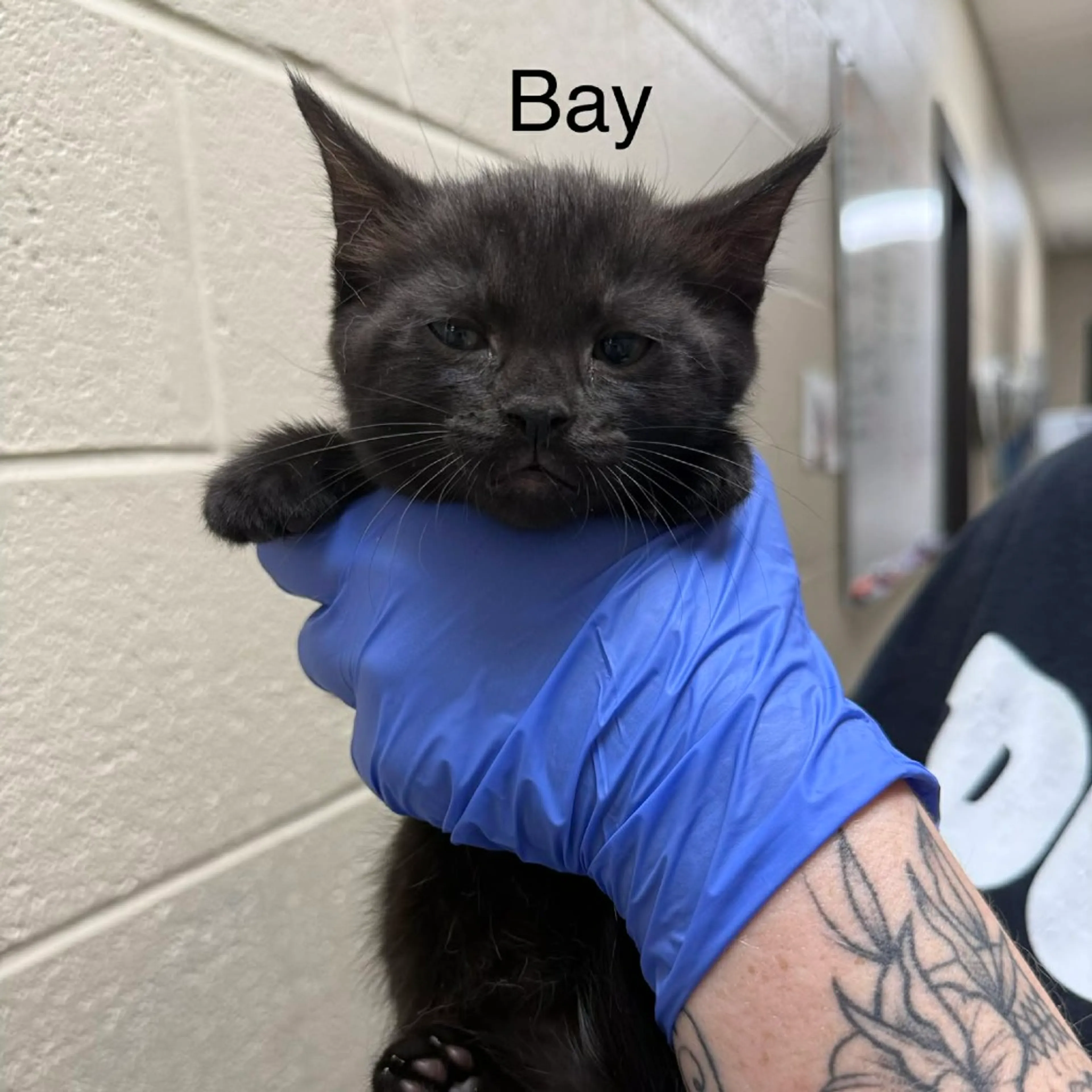 Found pet