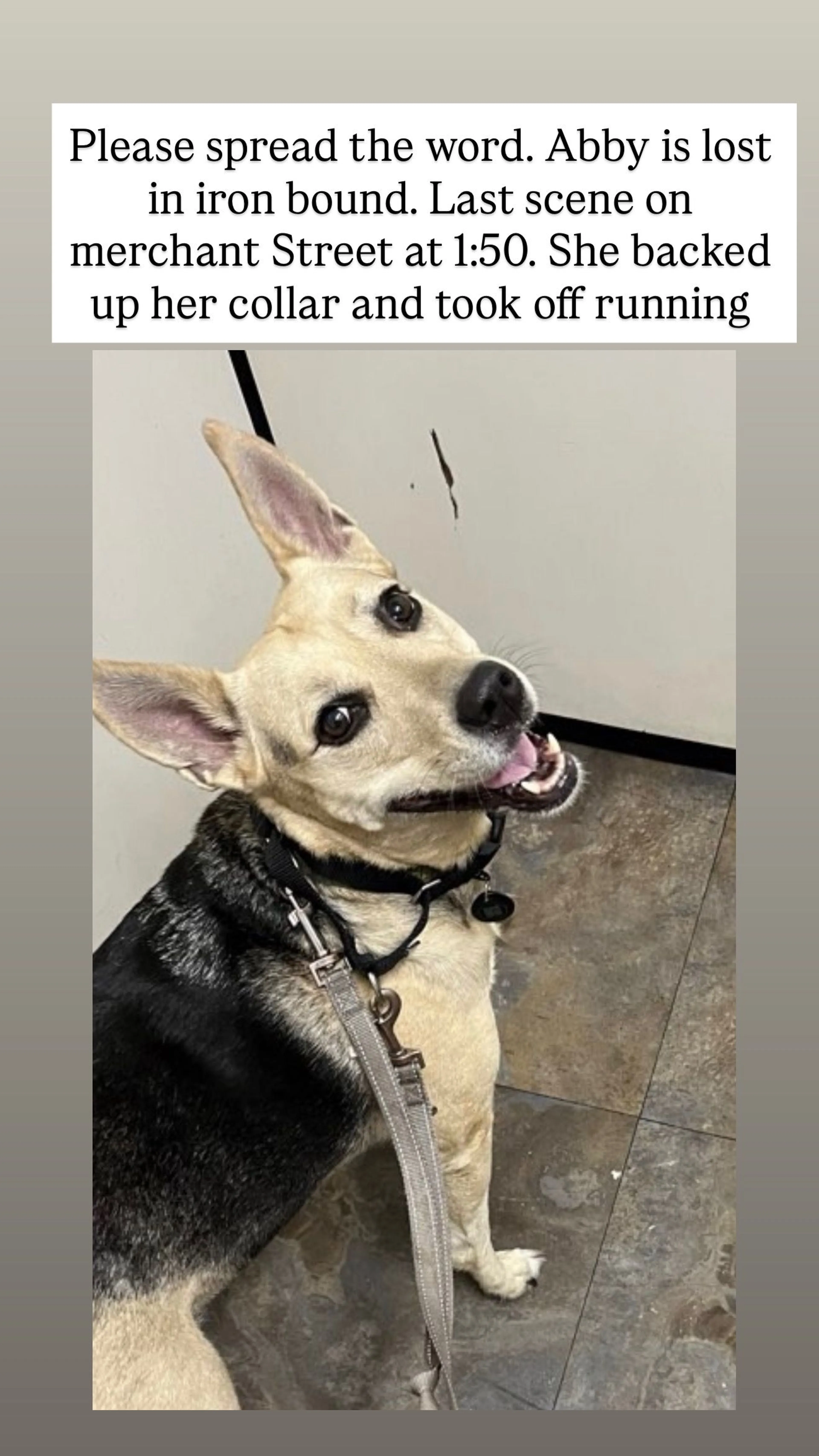 Lost pet