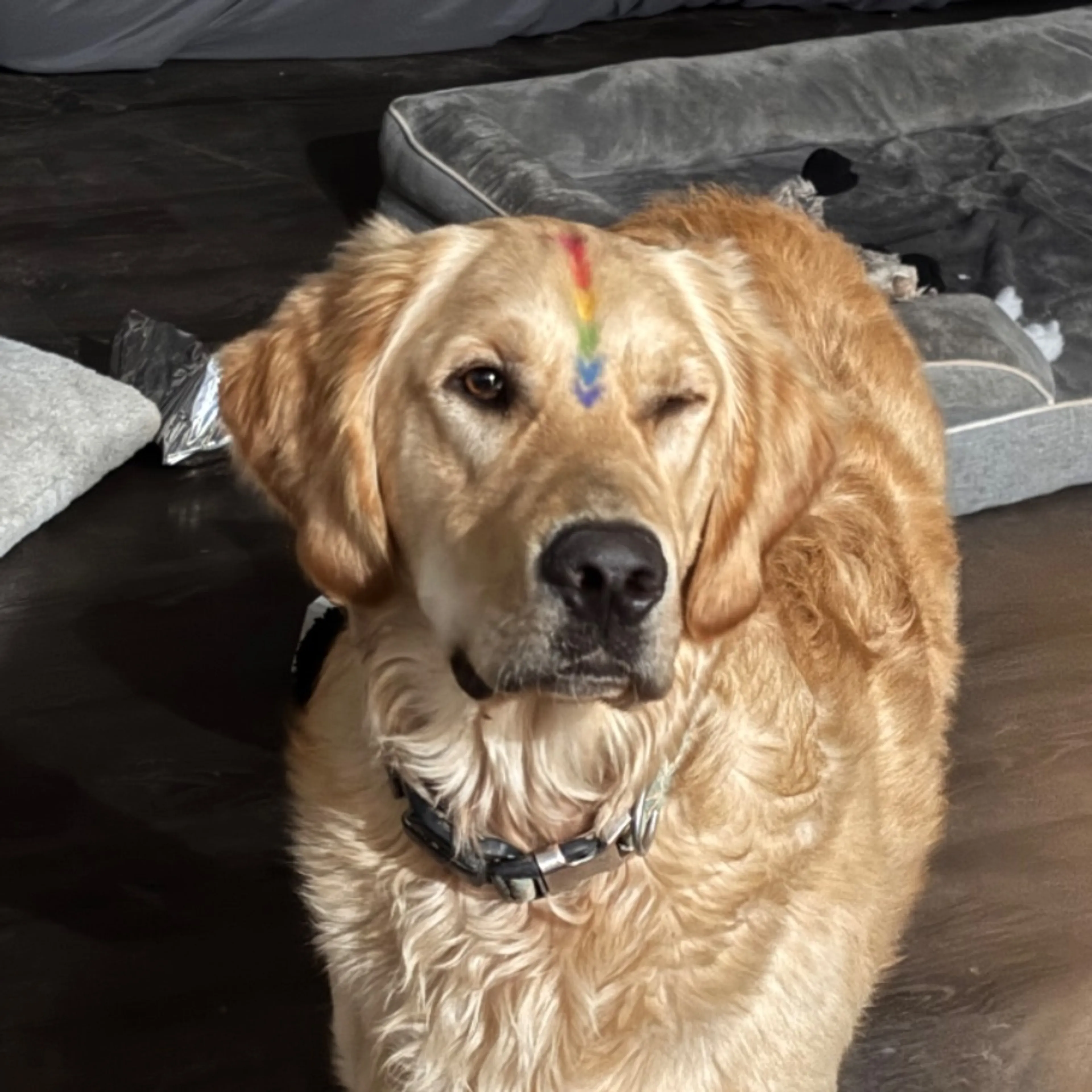Lost pet