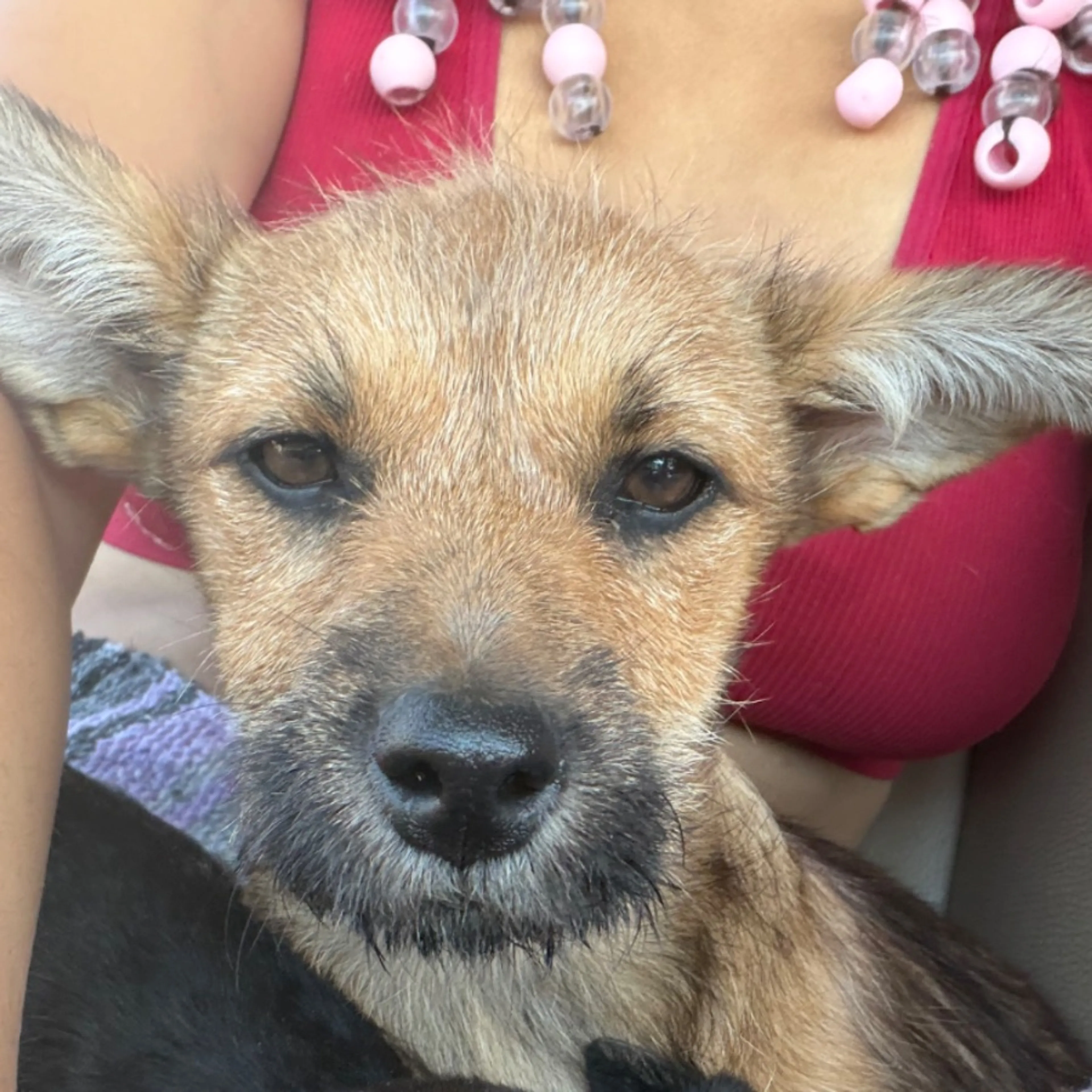 Found pet