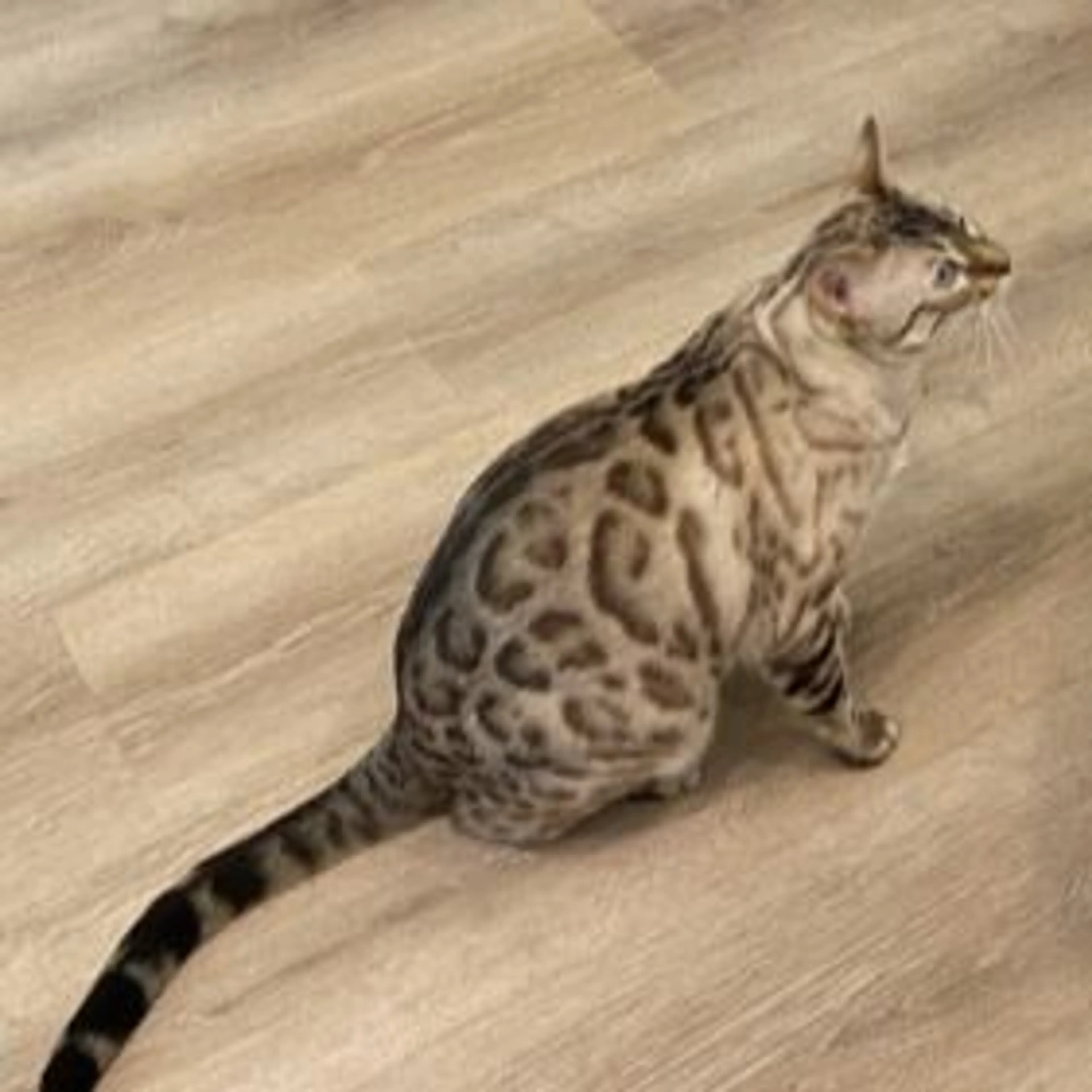 Lost pet