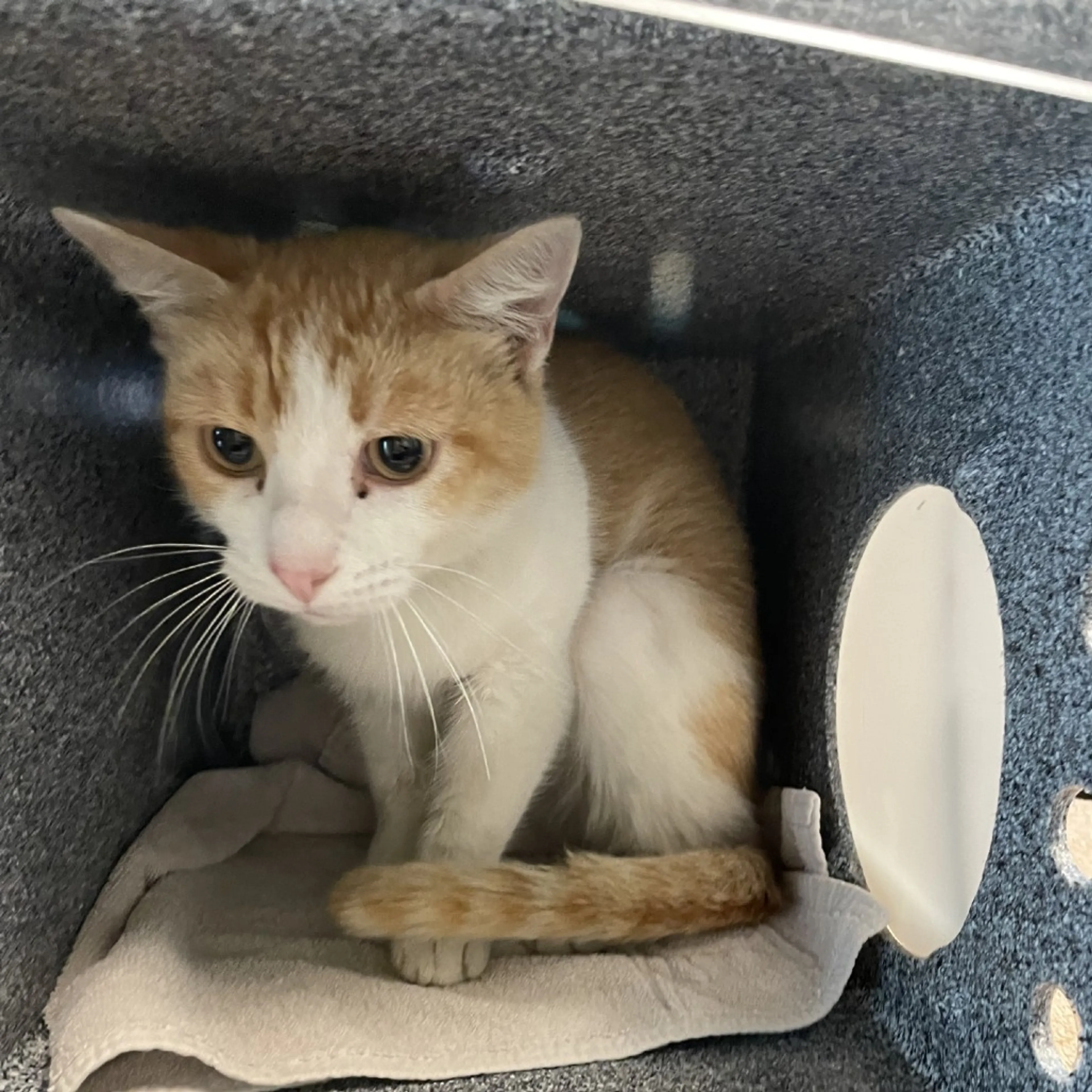 Found pet-1