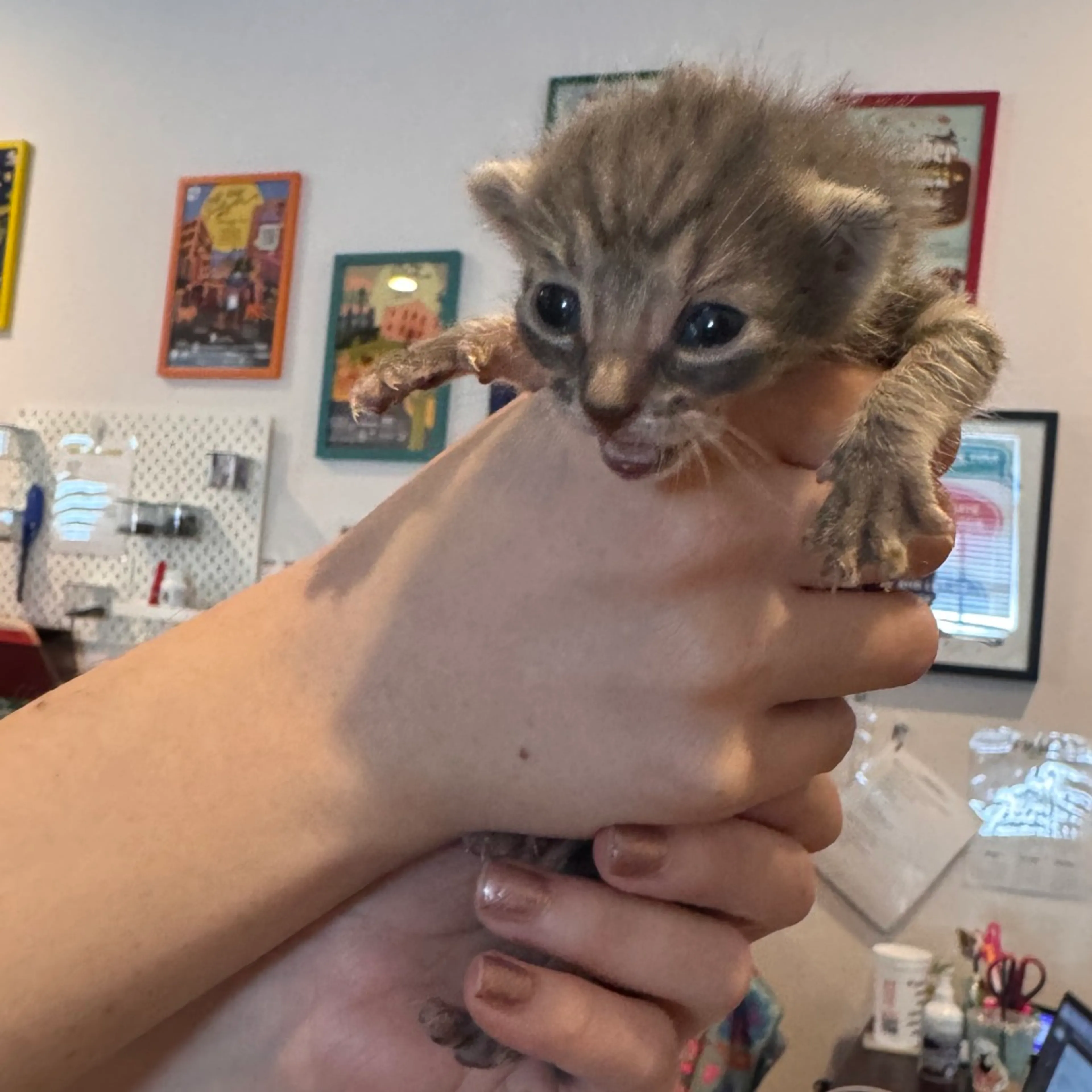 Found pet