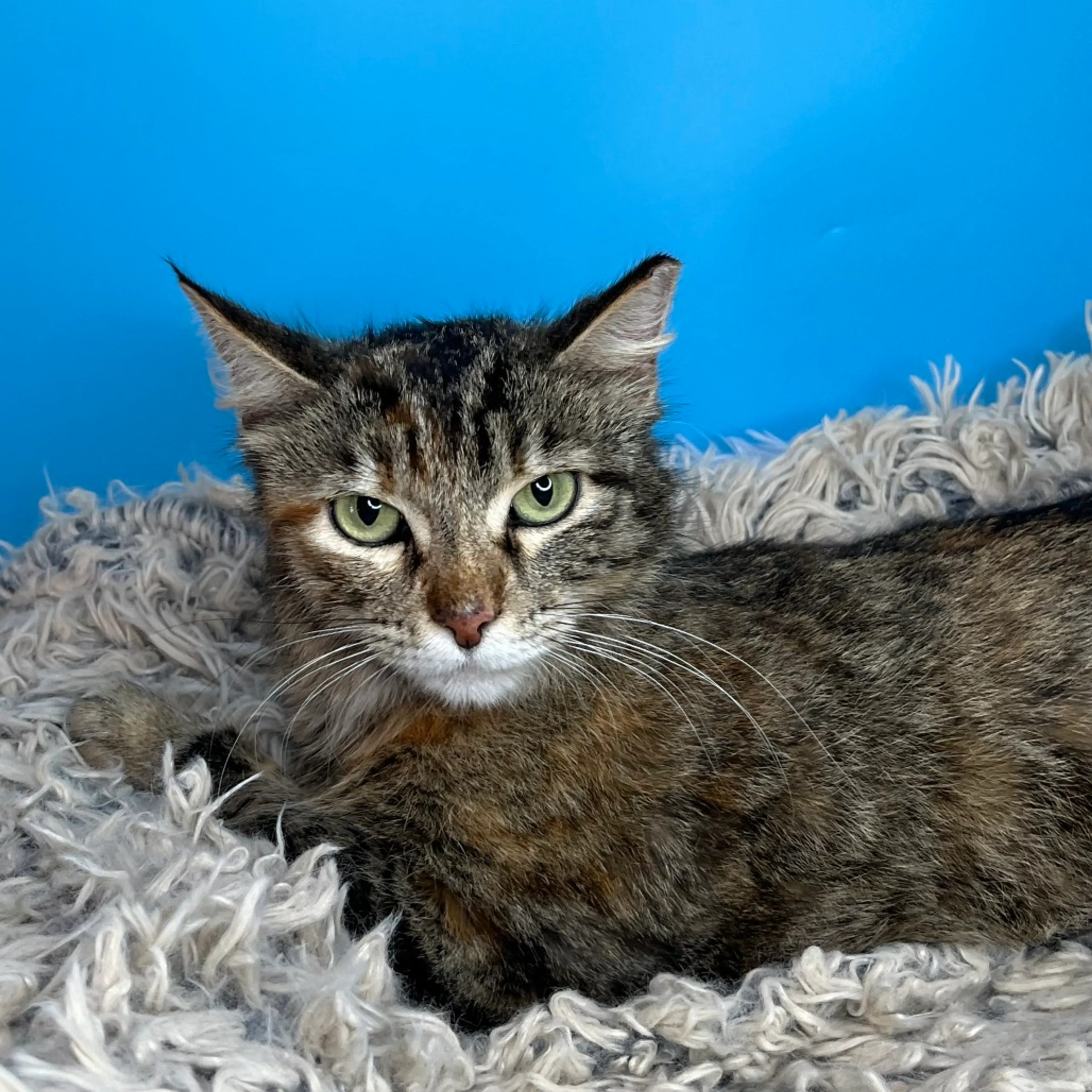 Found pet-28