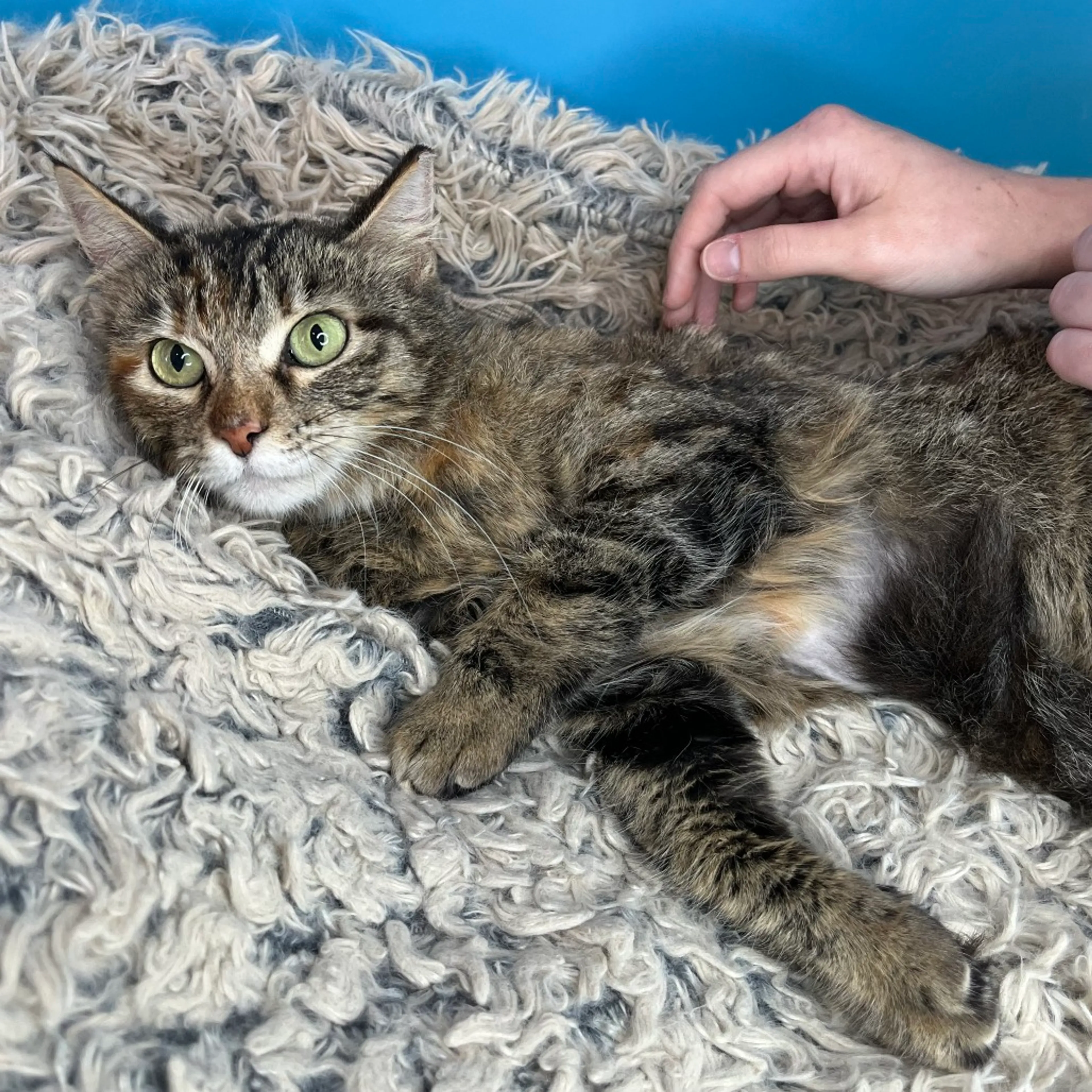 Found pet-8
