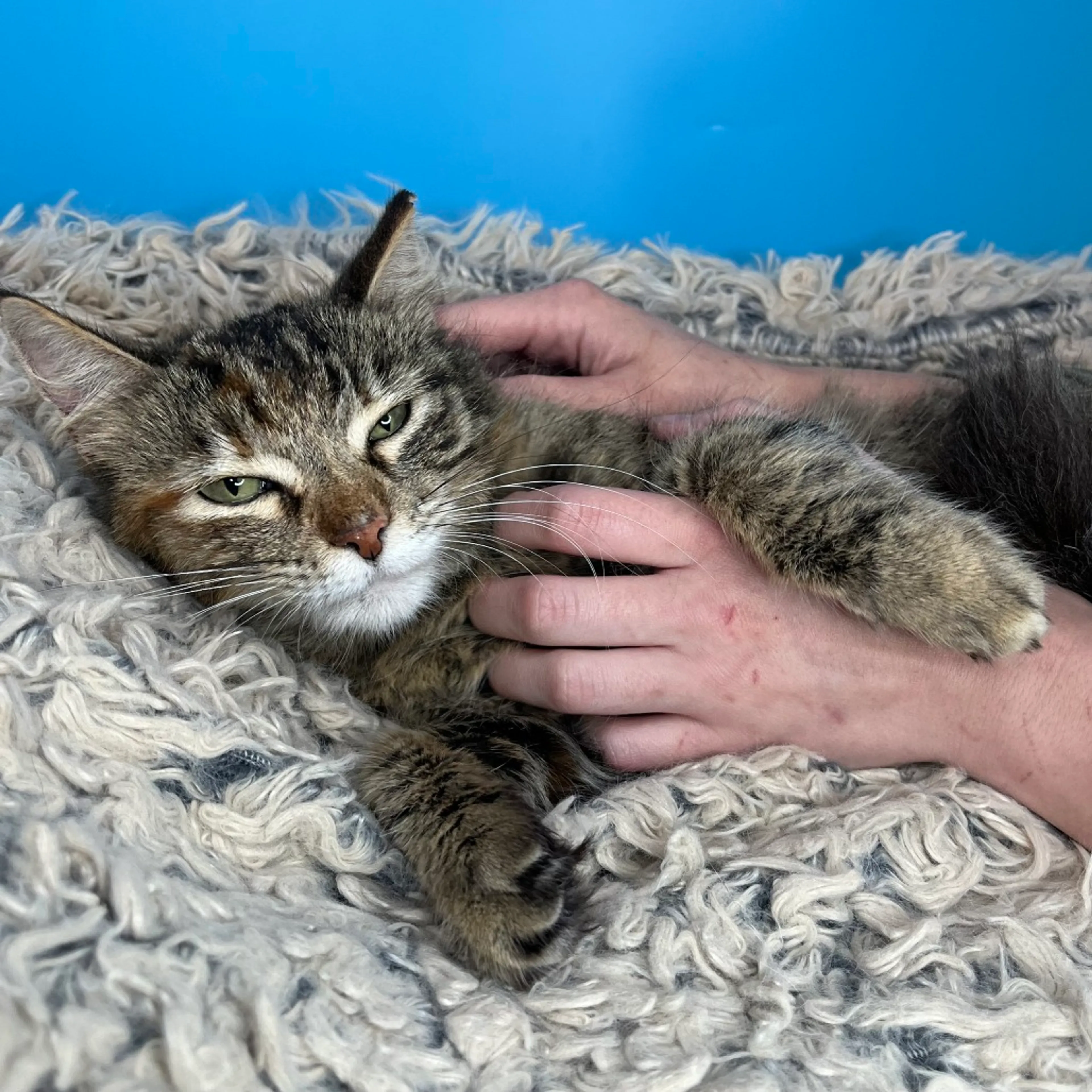 Found pet-7