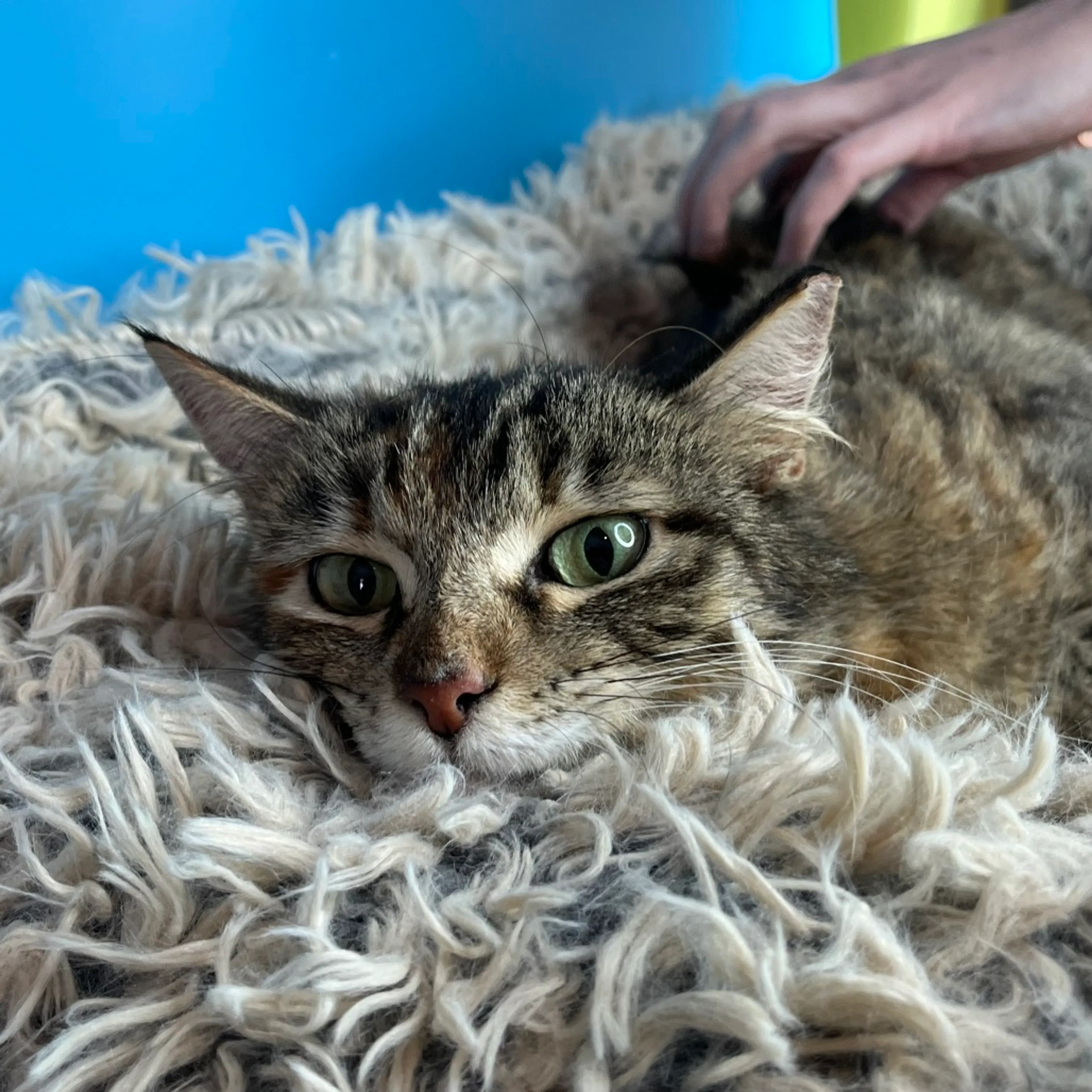 Found pet-18