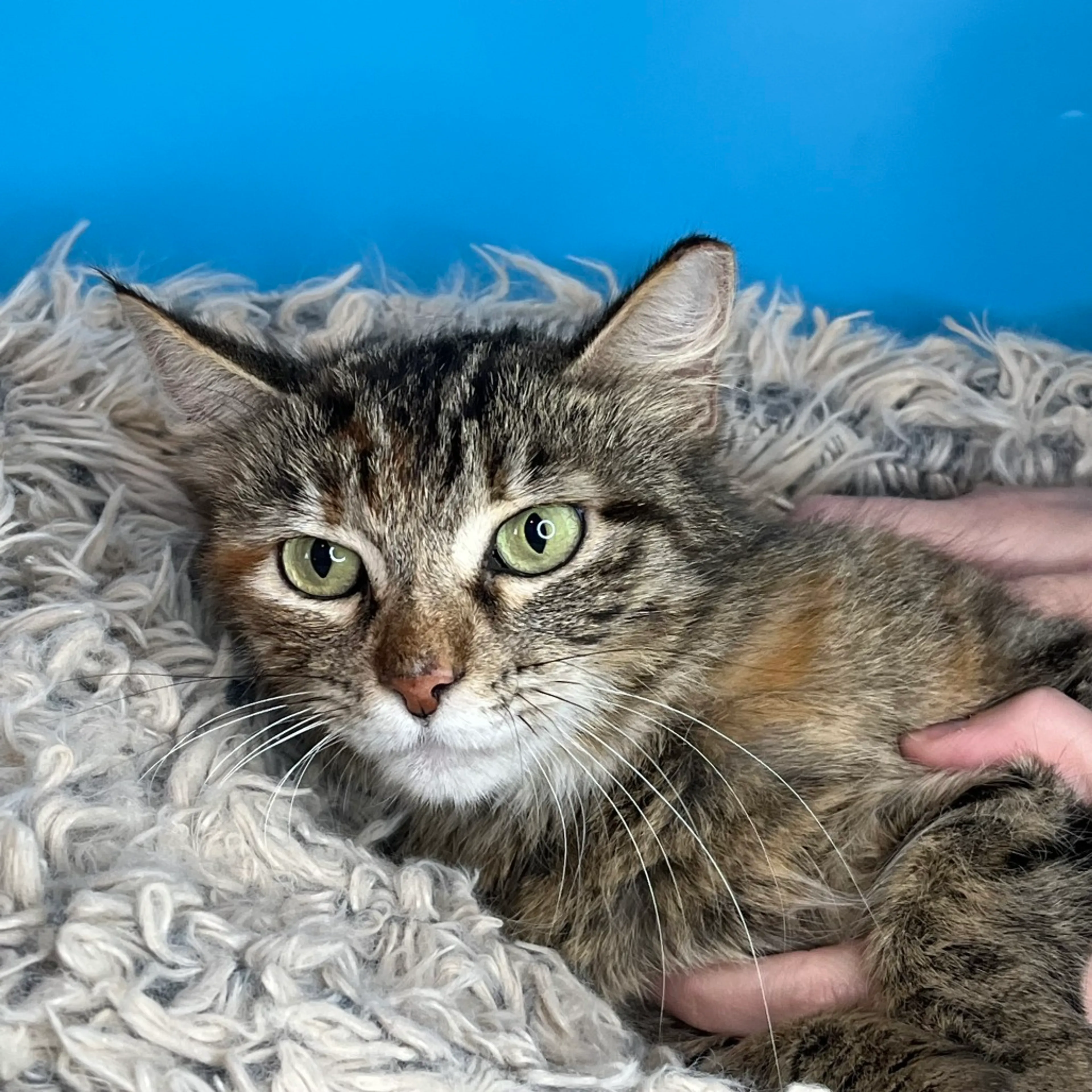 Found pet-4
