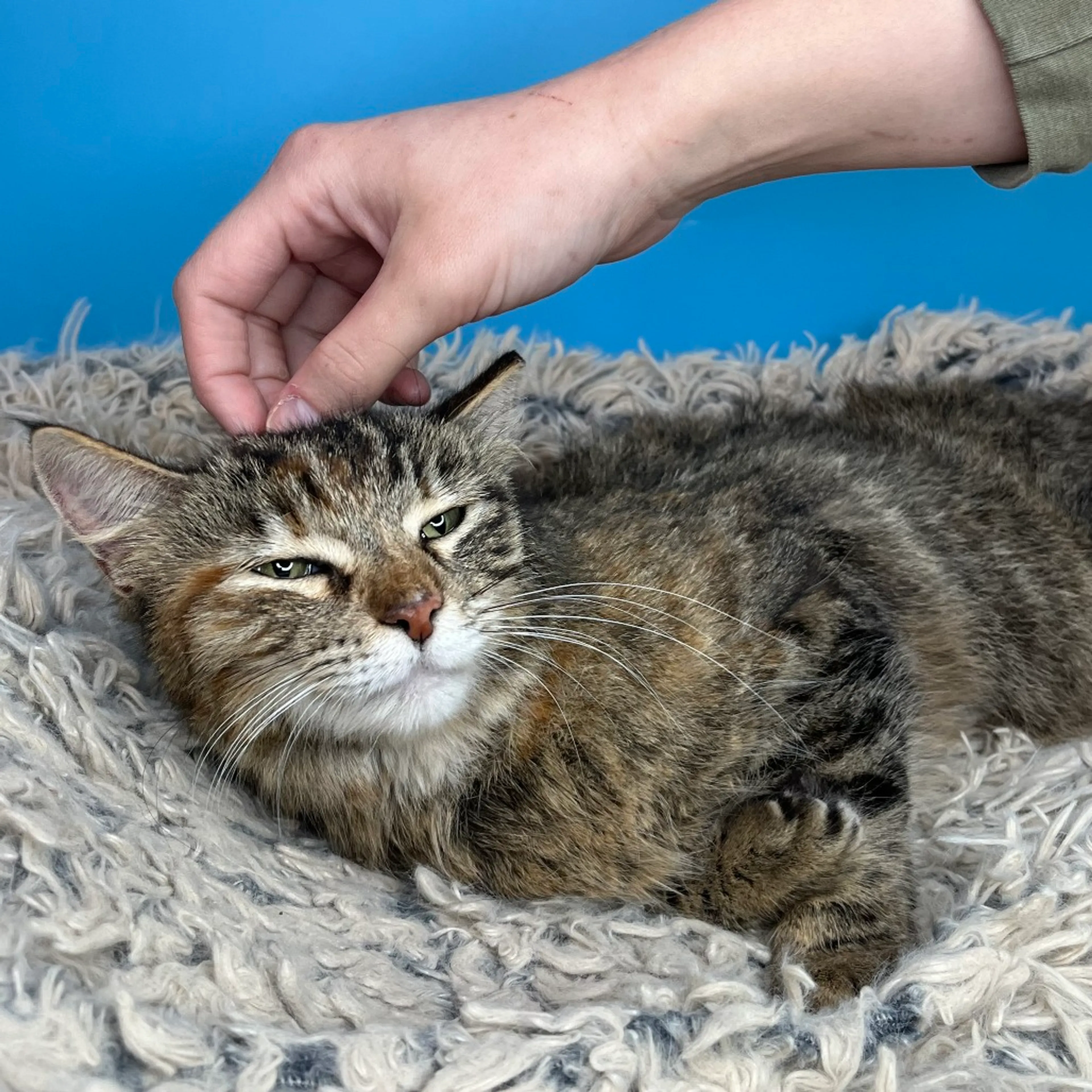Found pet-16