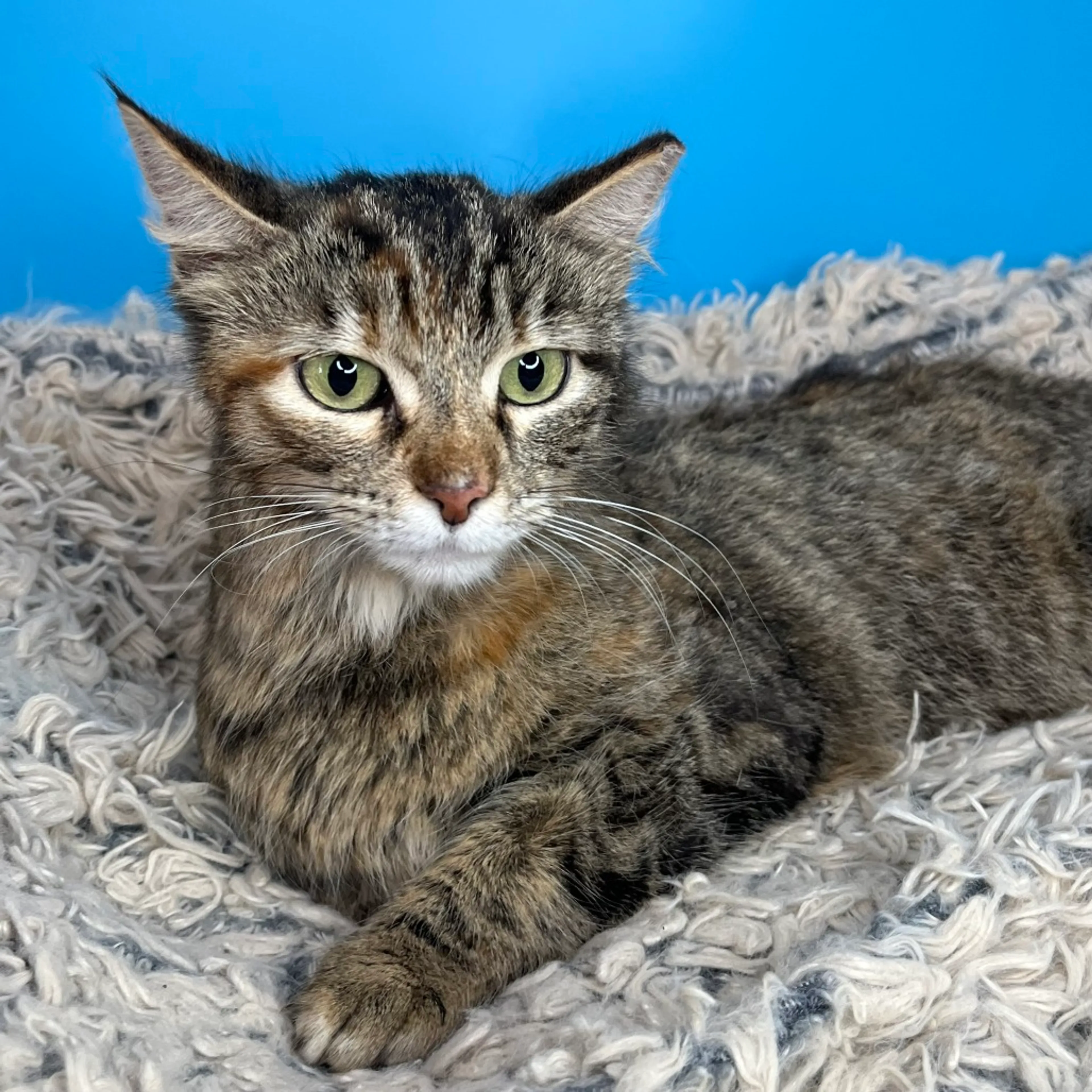 Found pet-19