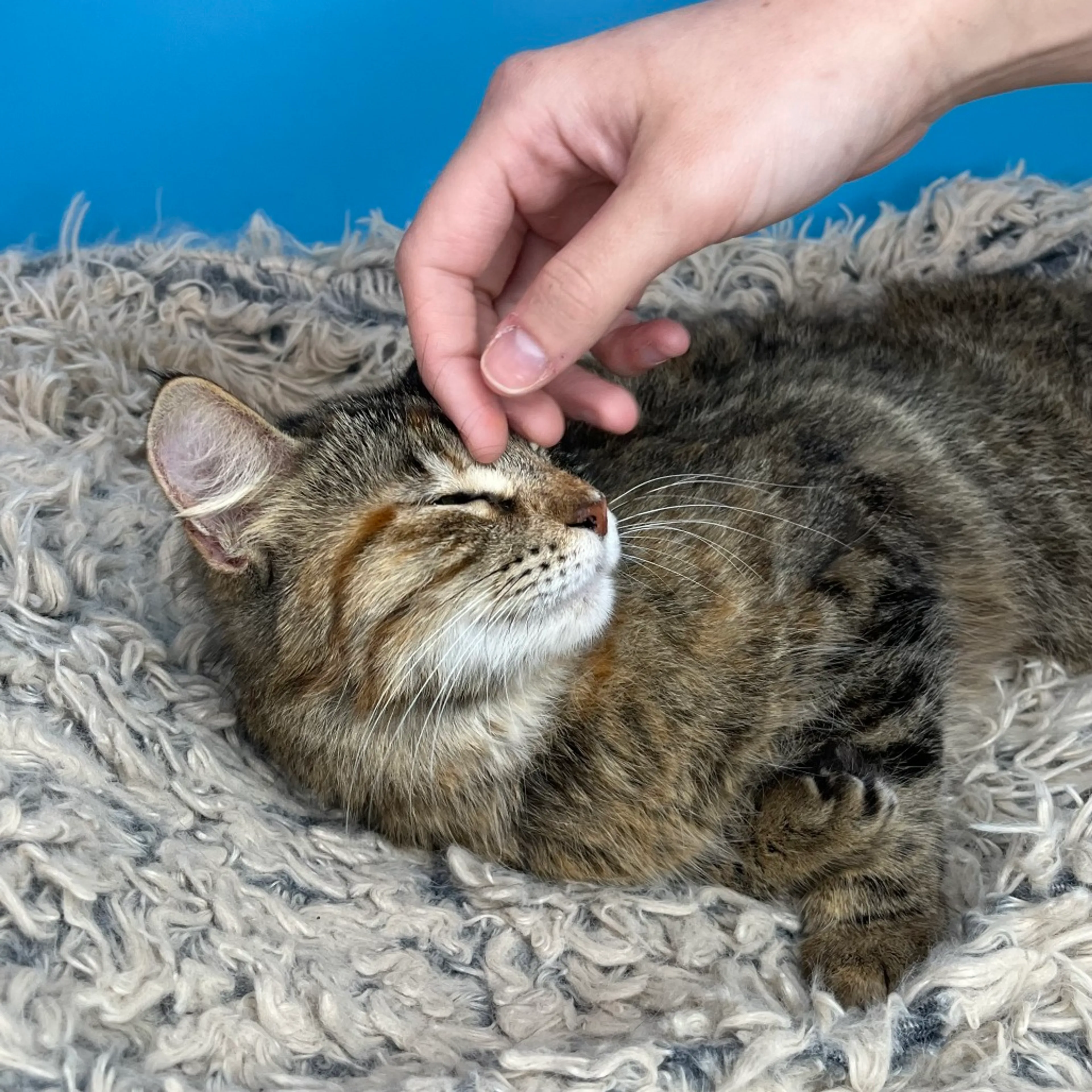 Found pet-17