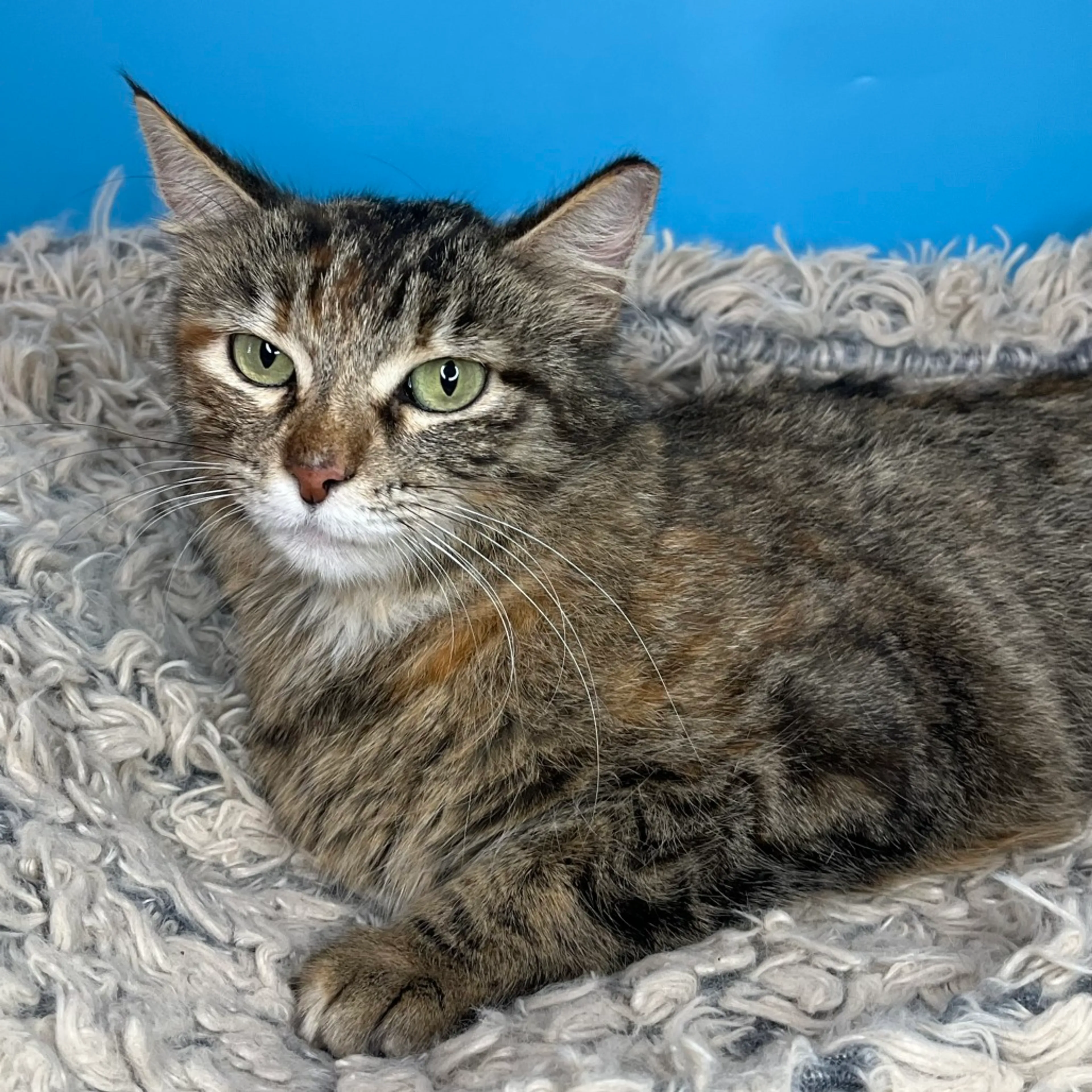 Found pet-24