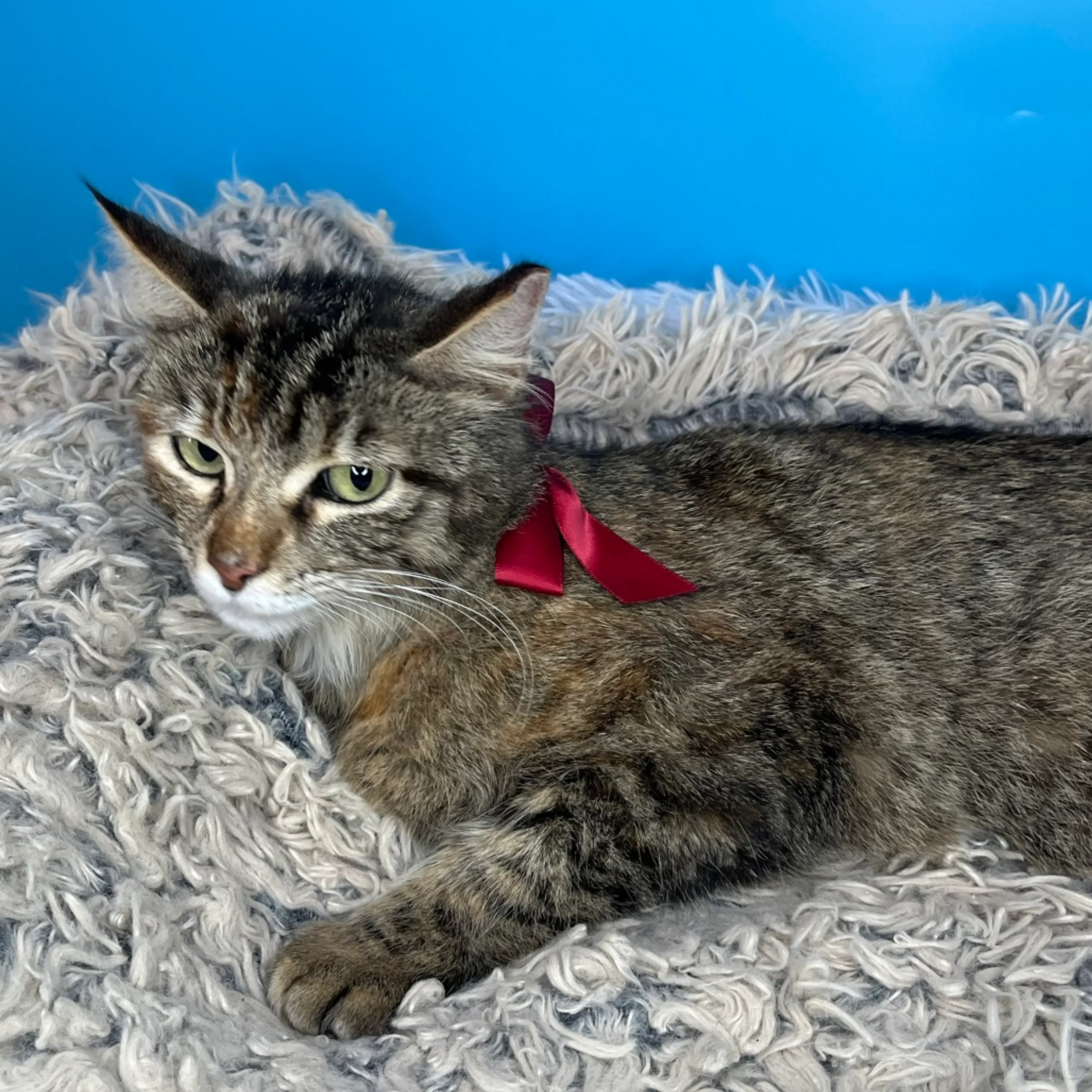 Found pet-26