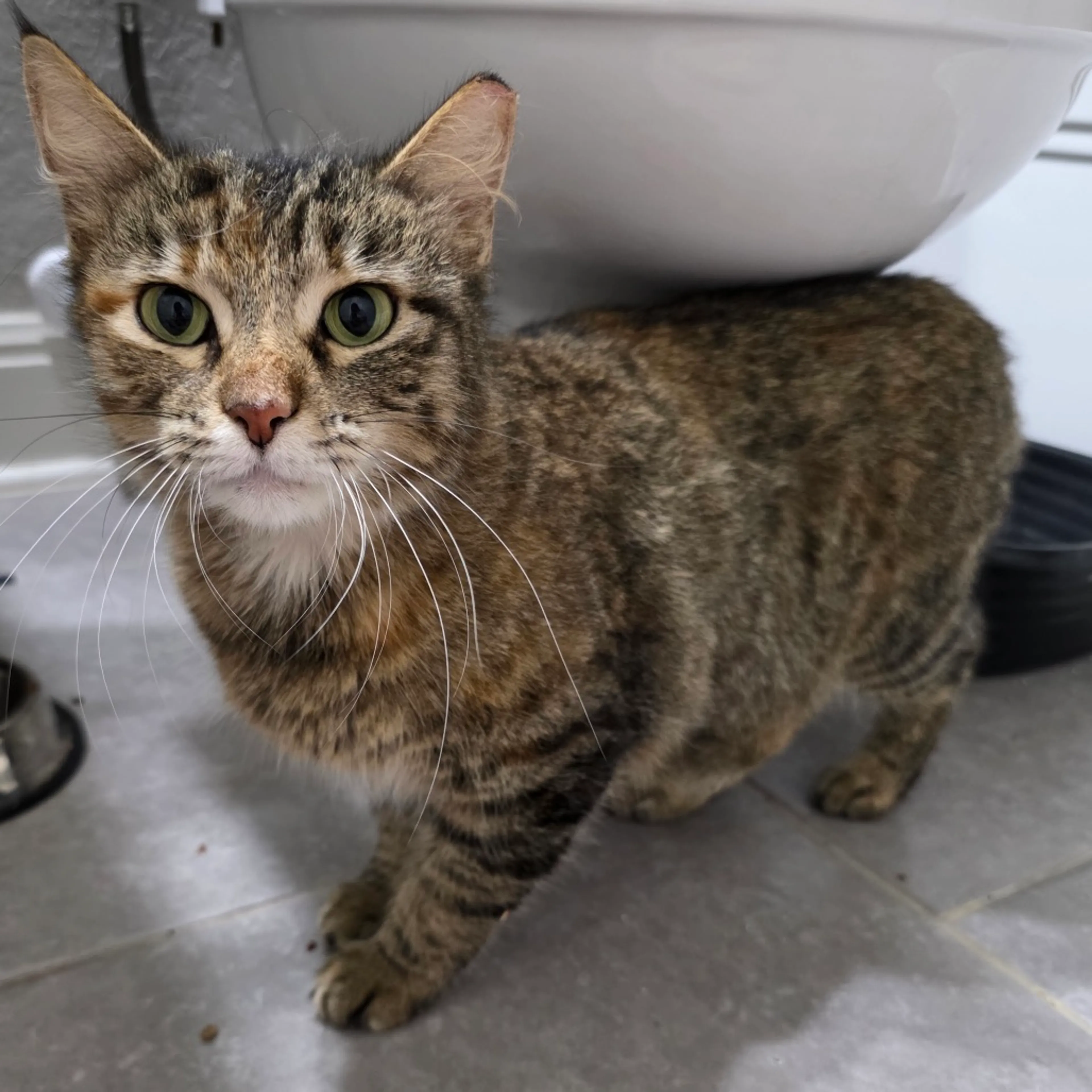 Found pet-1