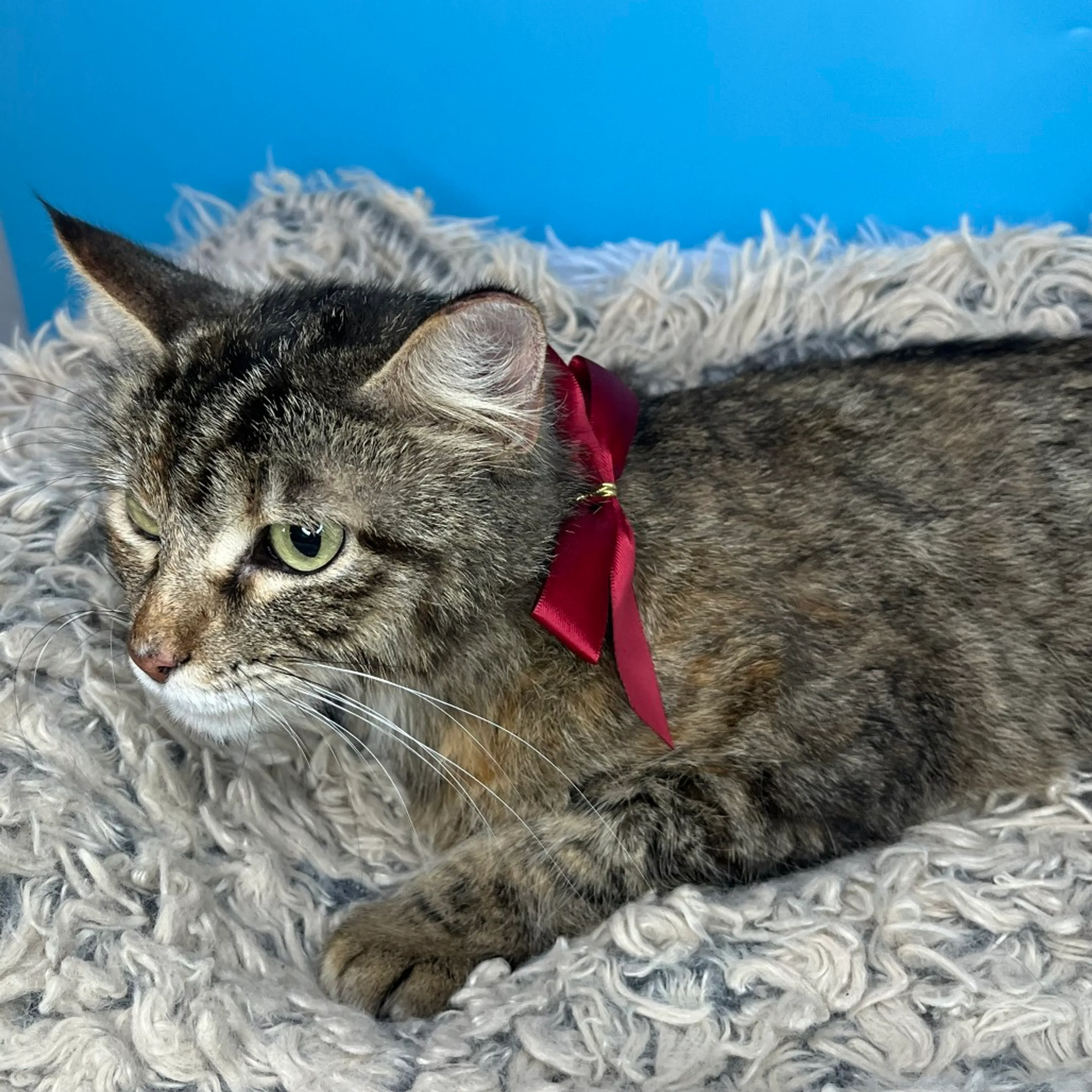 Found pet-25