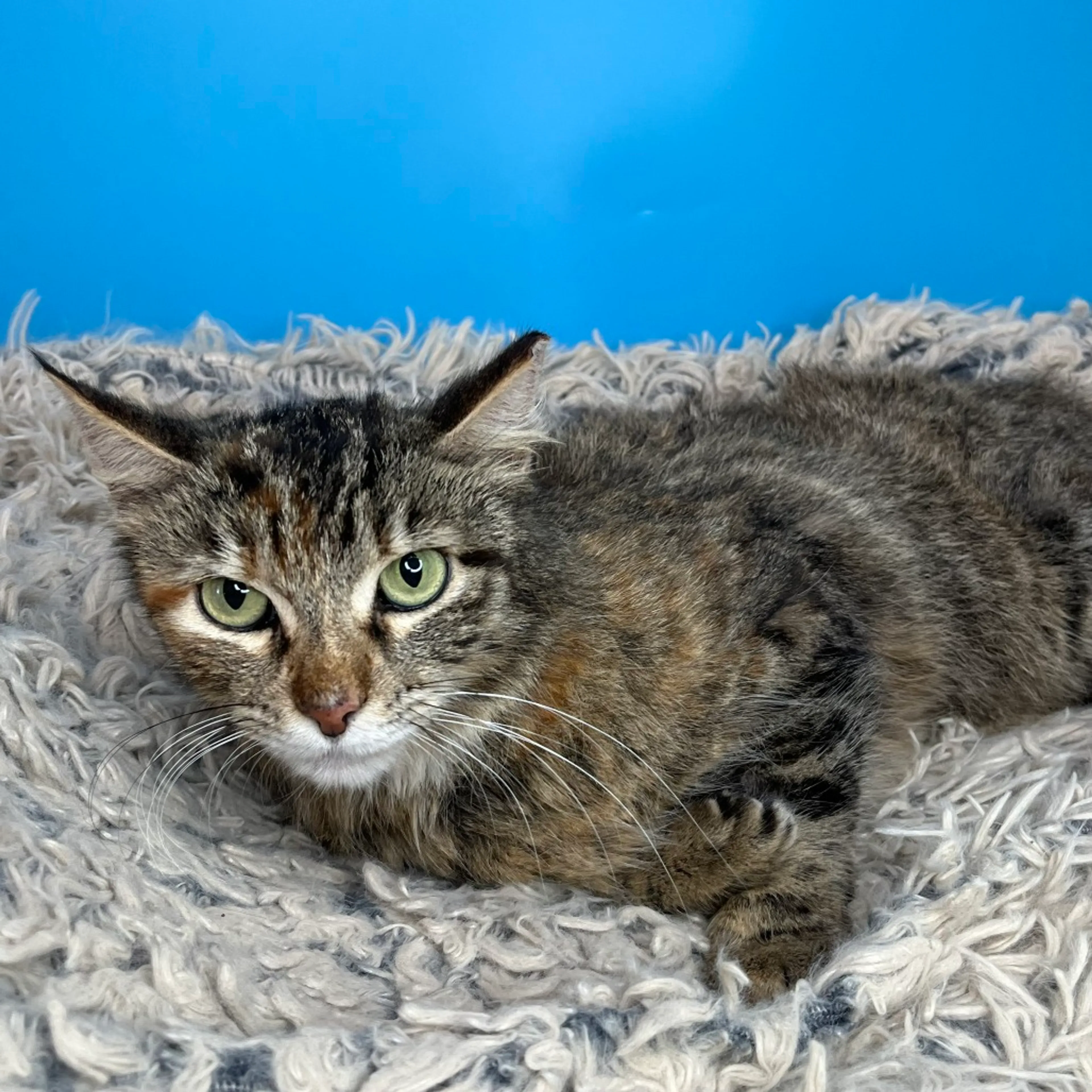Found pet-14