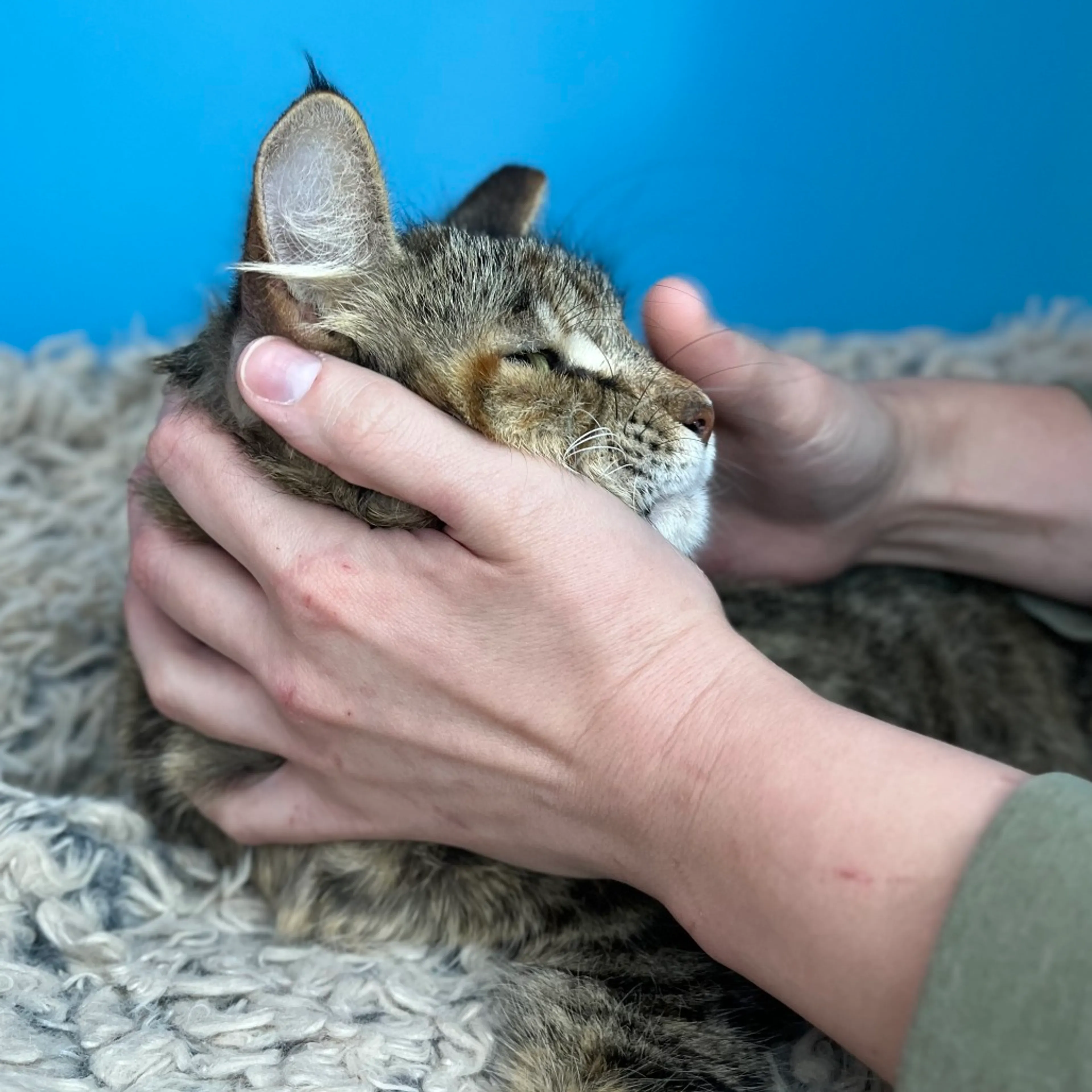 Found pet-2
