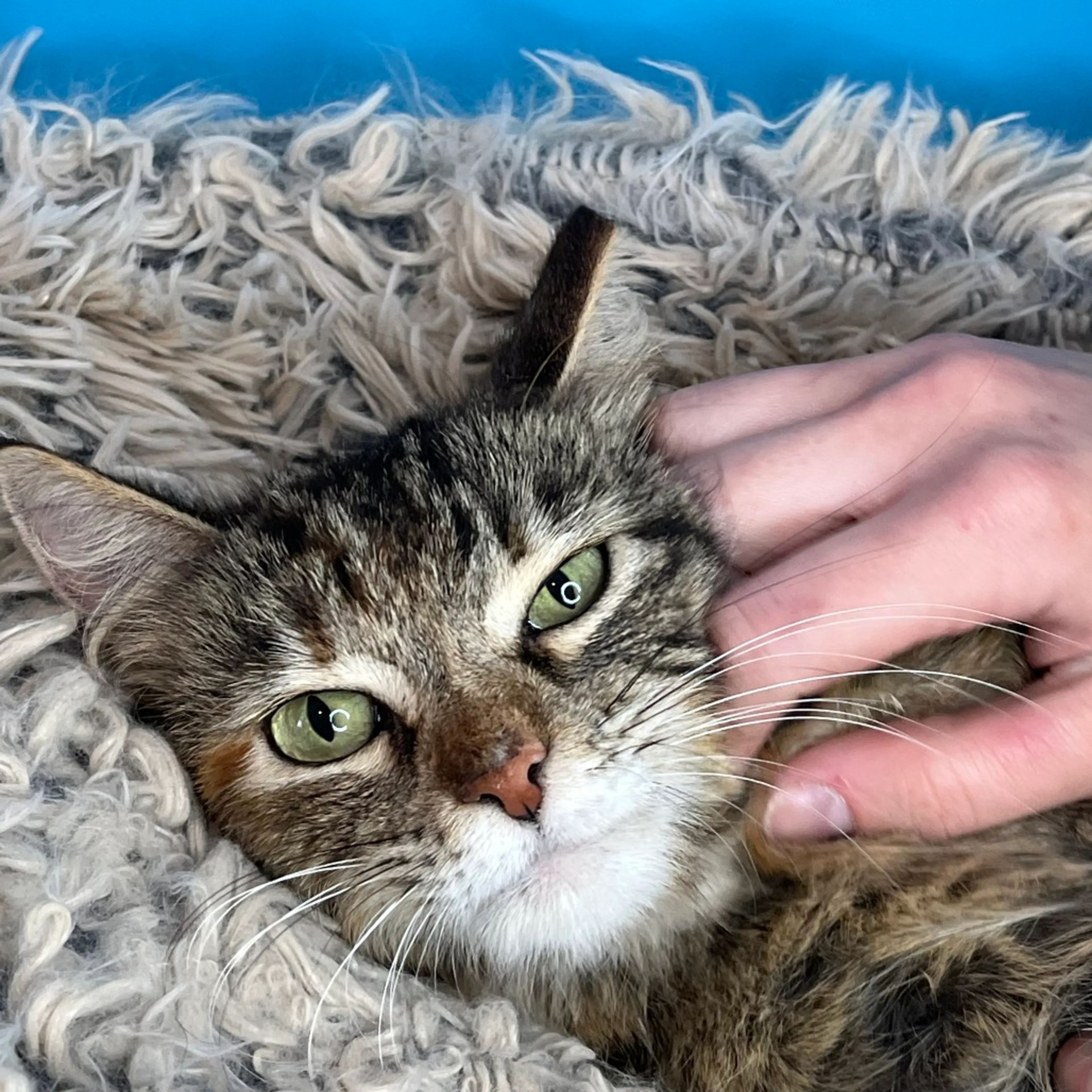 Found pet-6