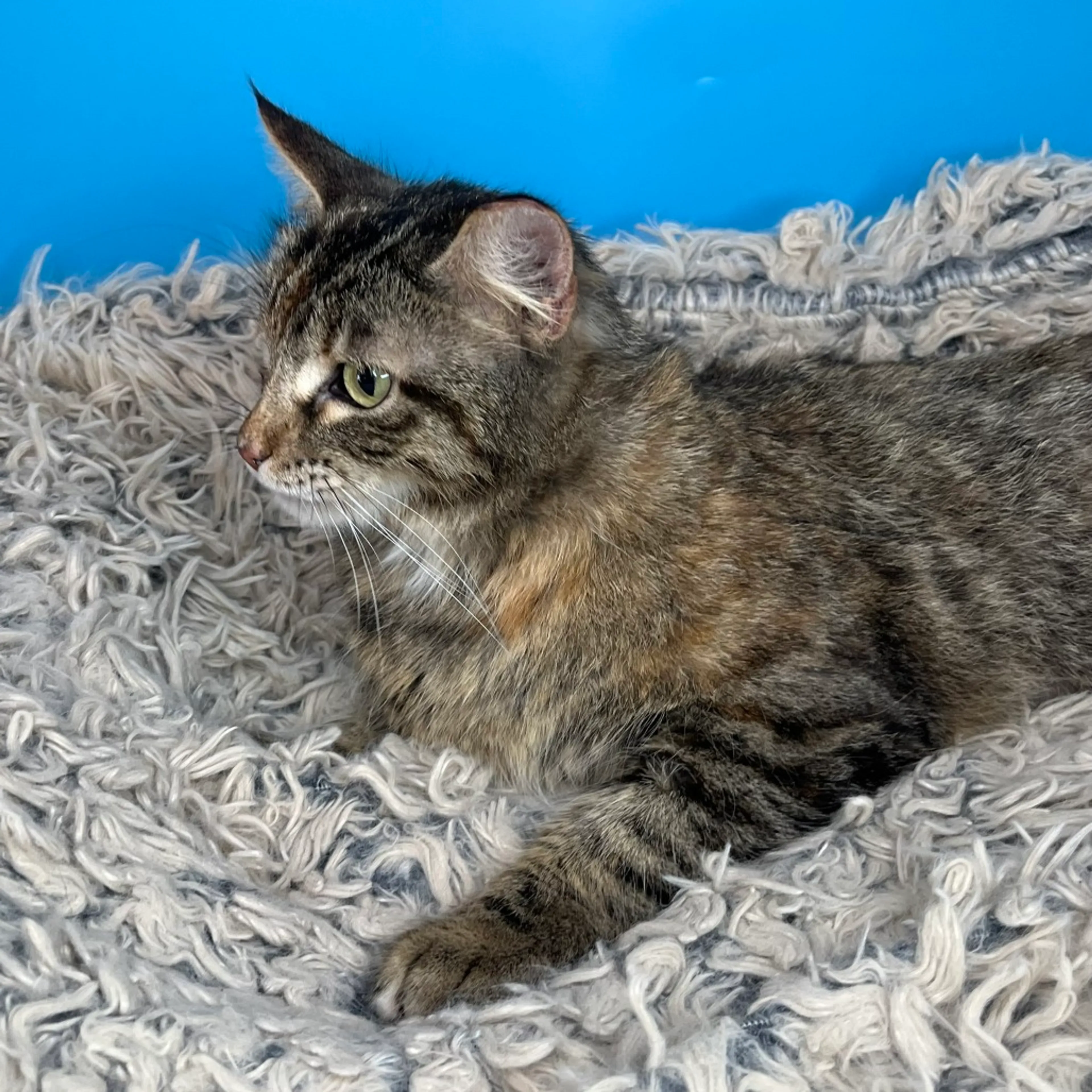 Found pet-9
