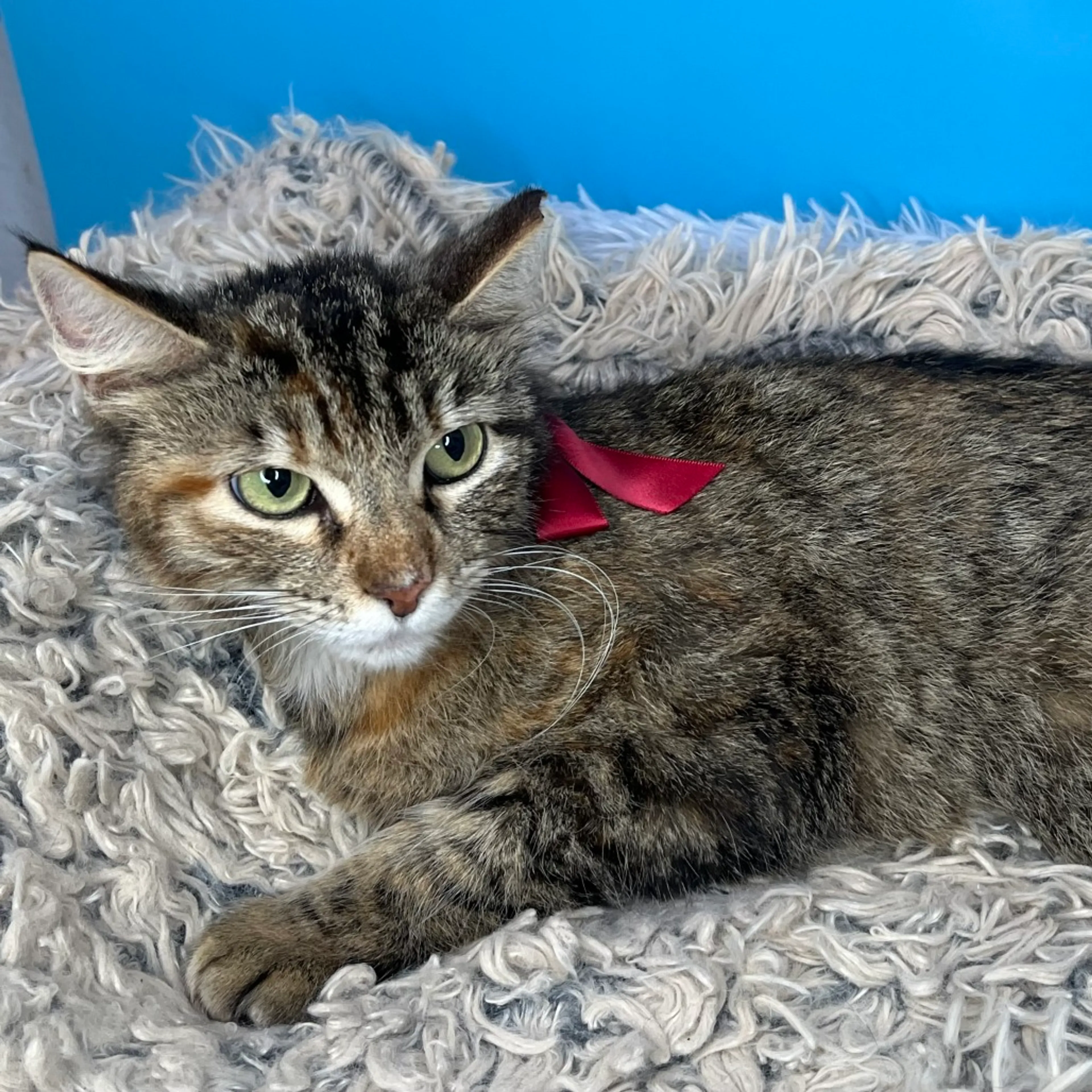 Found pet-27